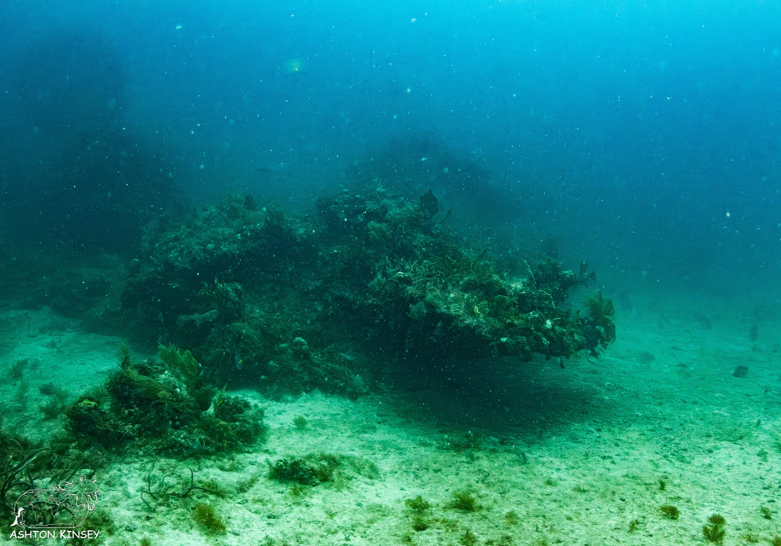 French Reef-6.jpg