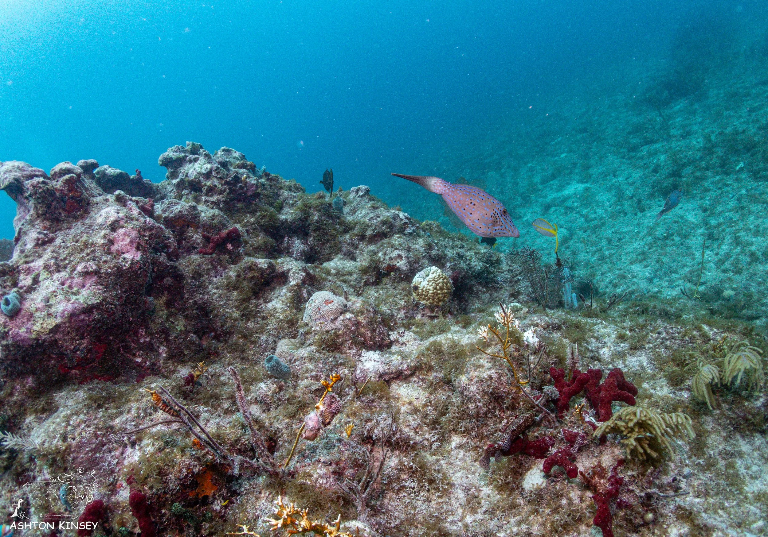 French Reef-7.jpg
