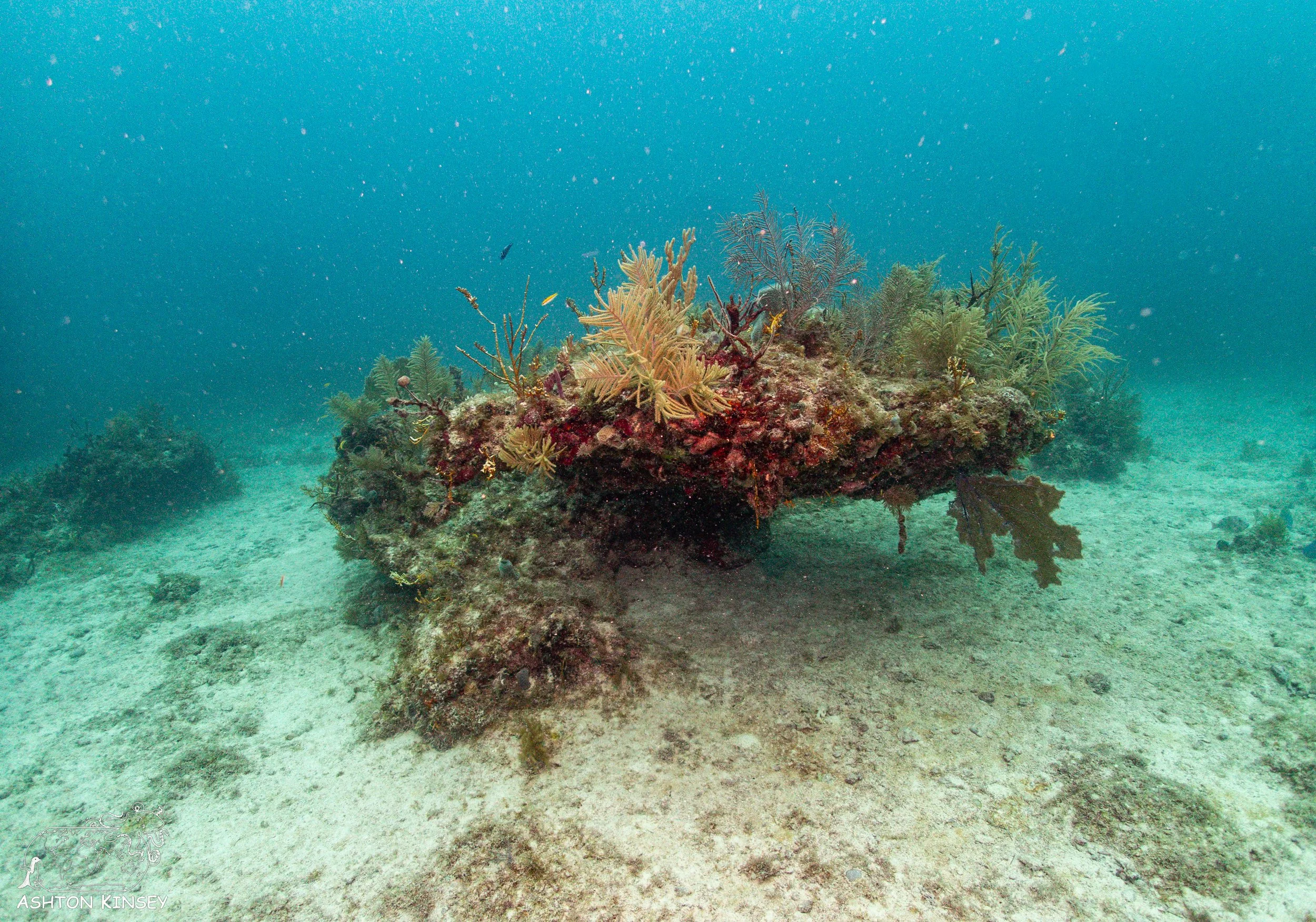 French Reef-8.jpg