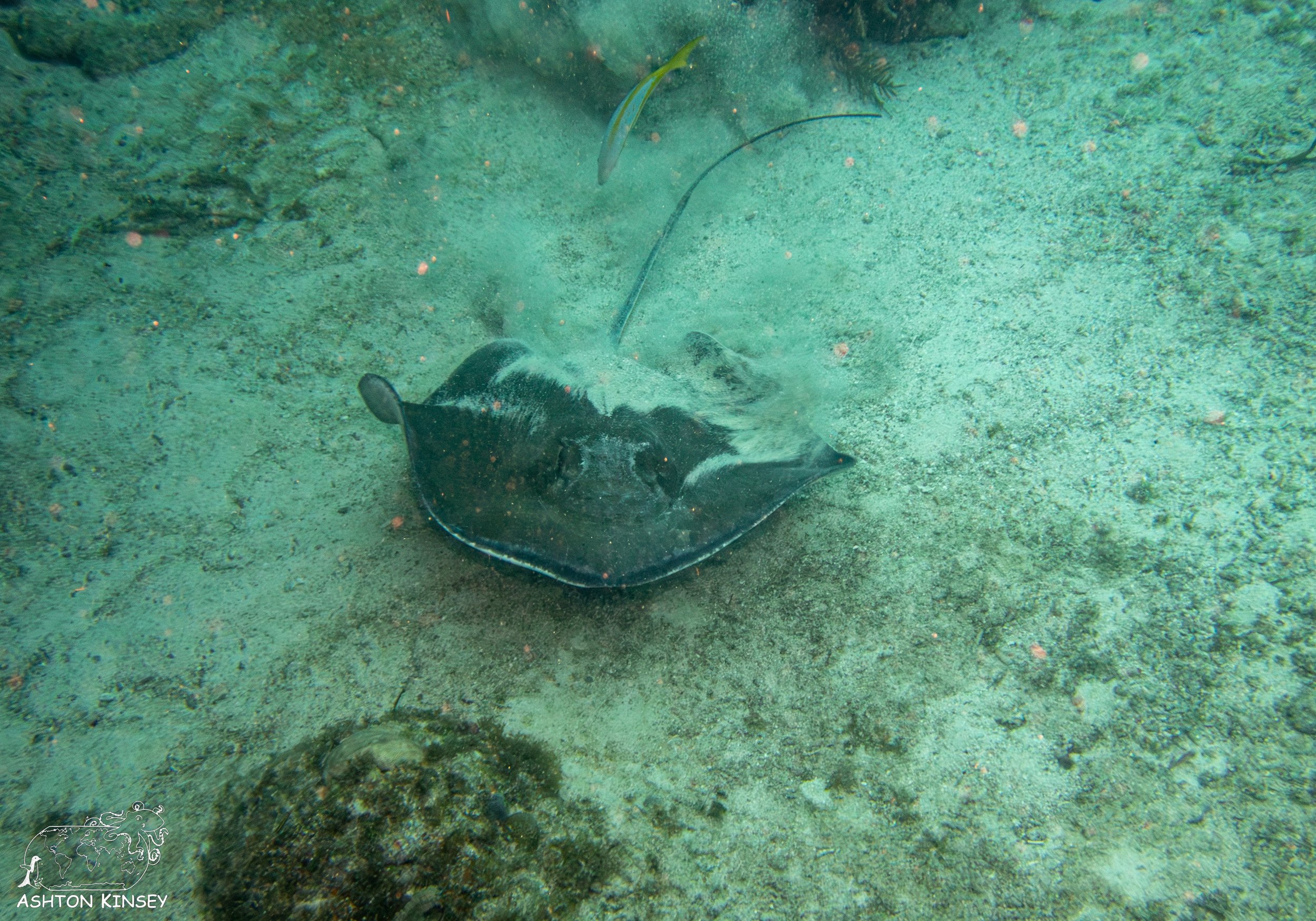 French Reef-9.jpg