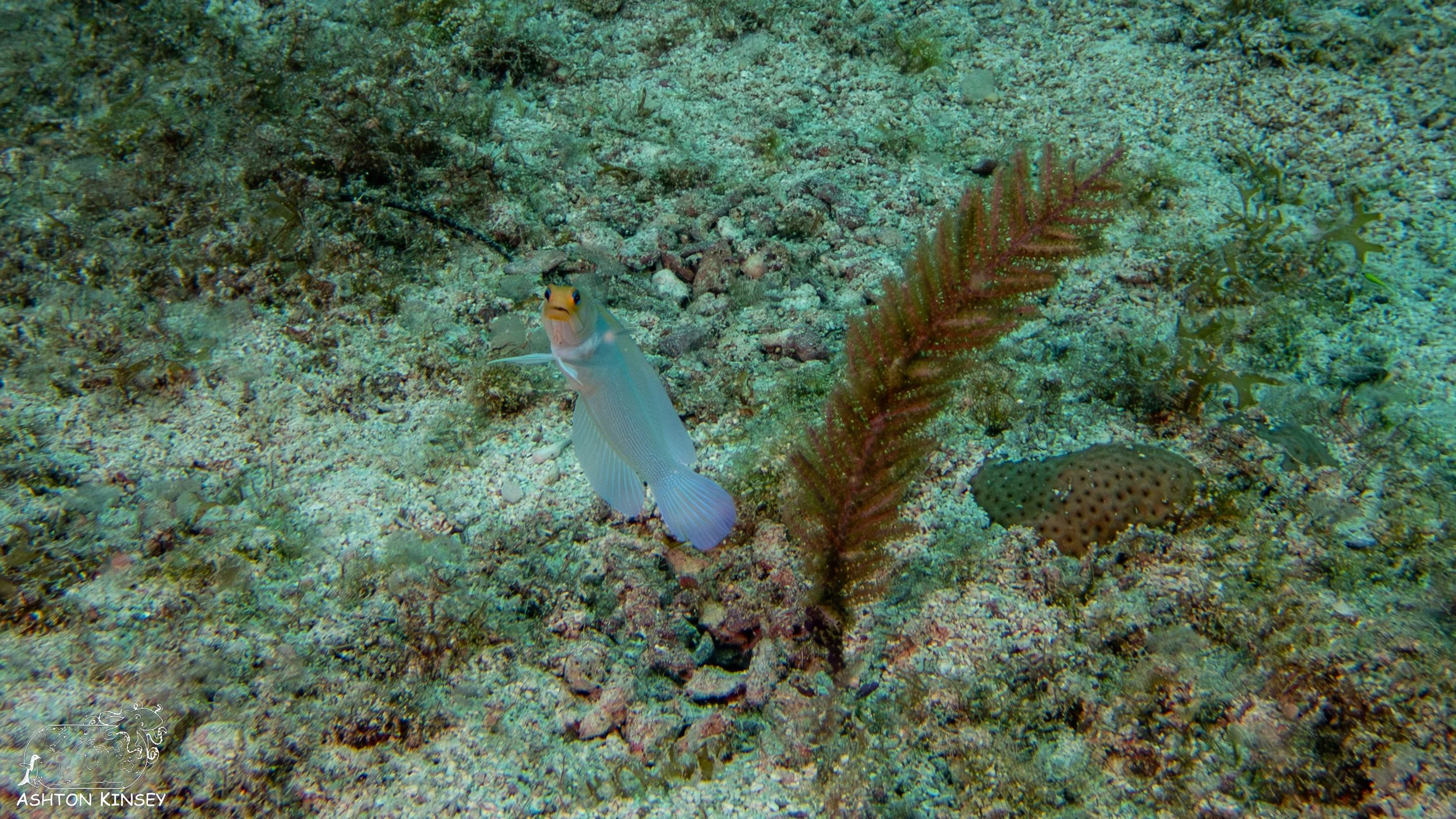 French Reef-10.jpg