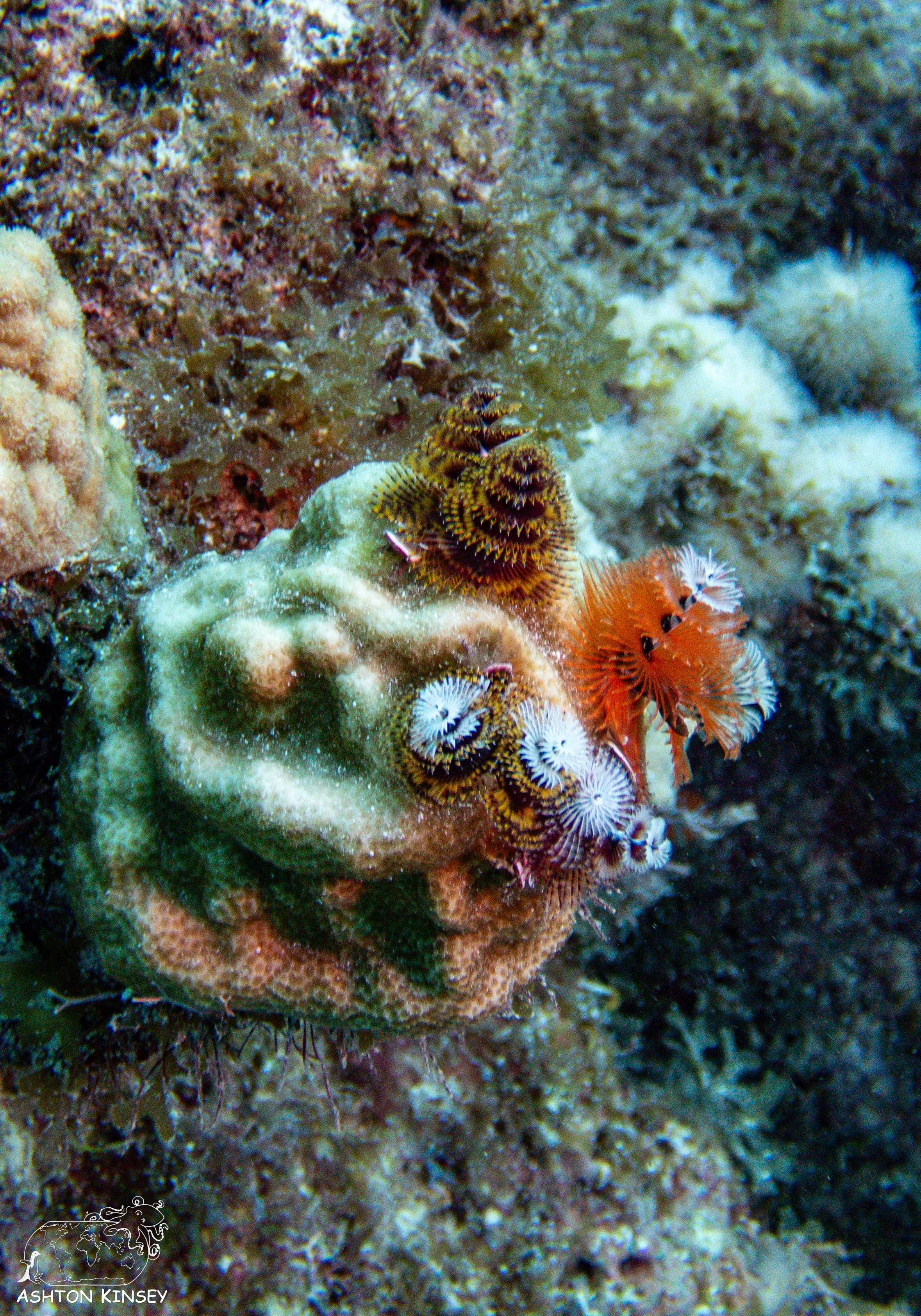French Reef-11.jpg