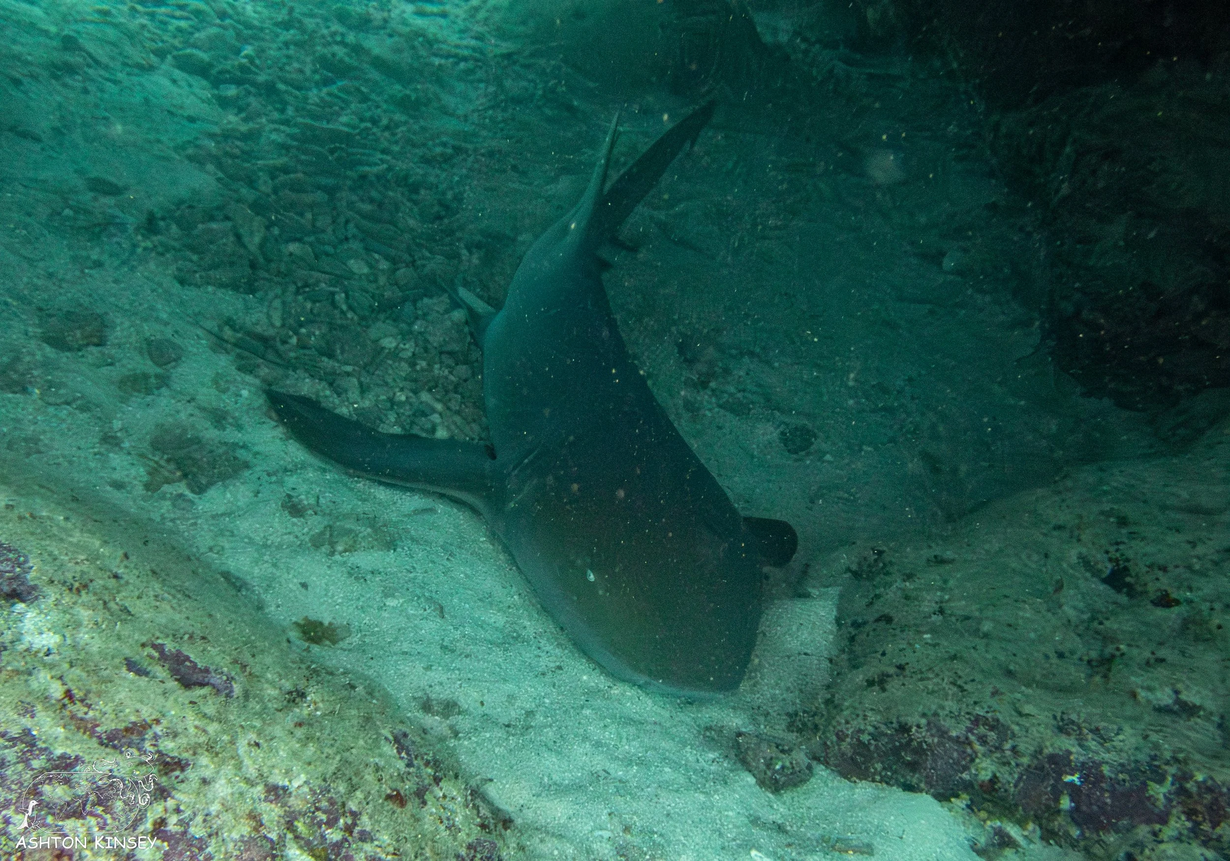 French Reef-12.jpg