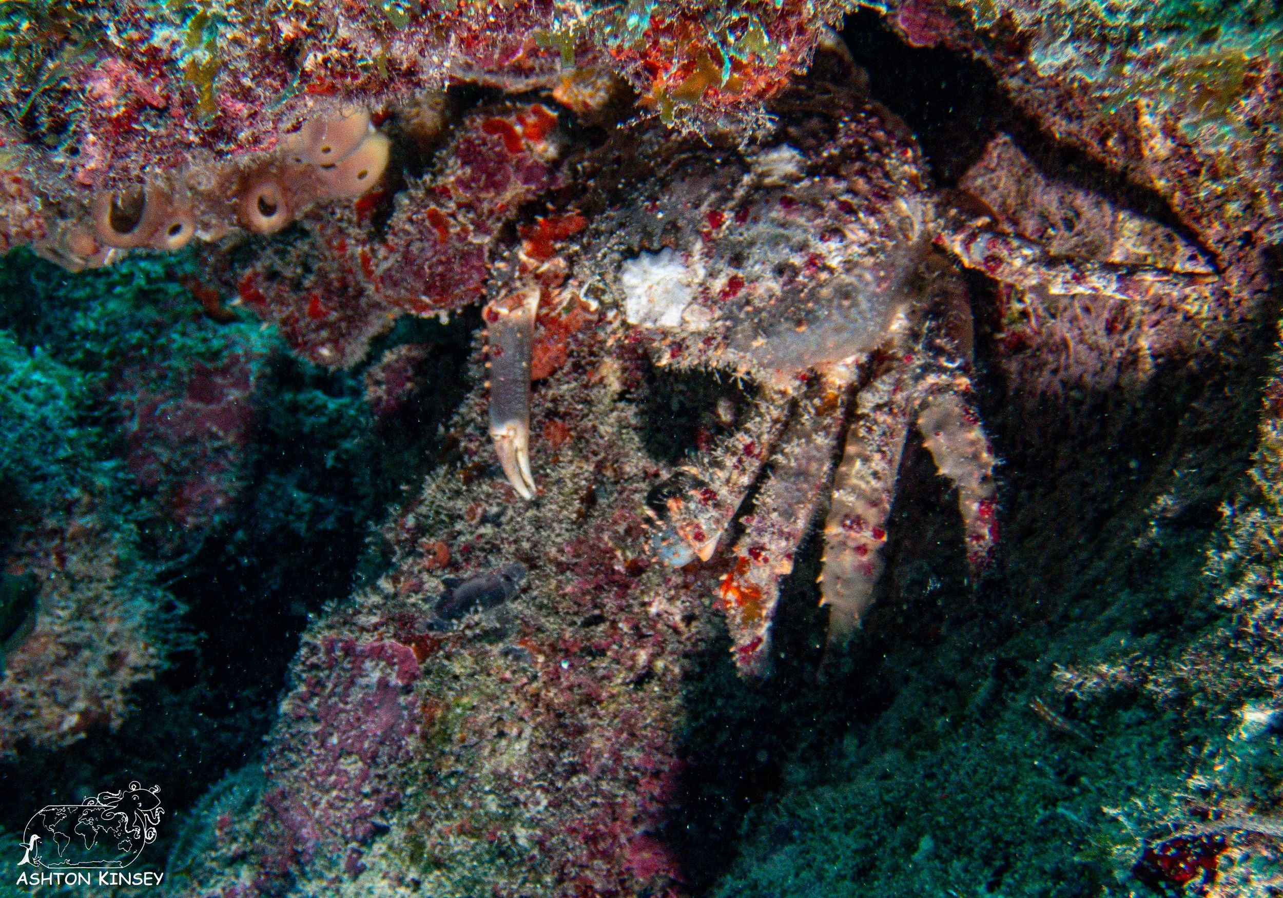 French Reef-13.jpg