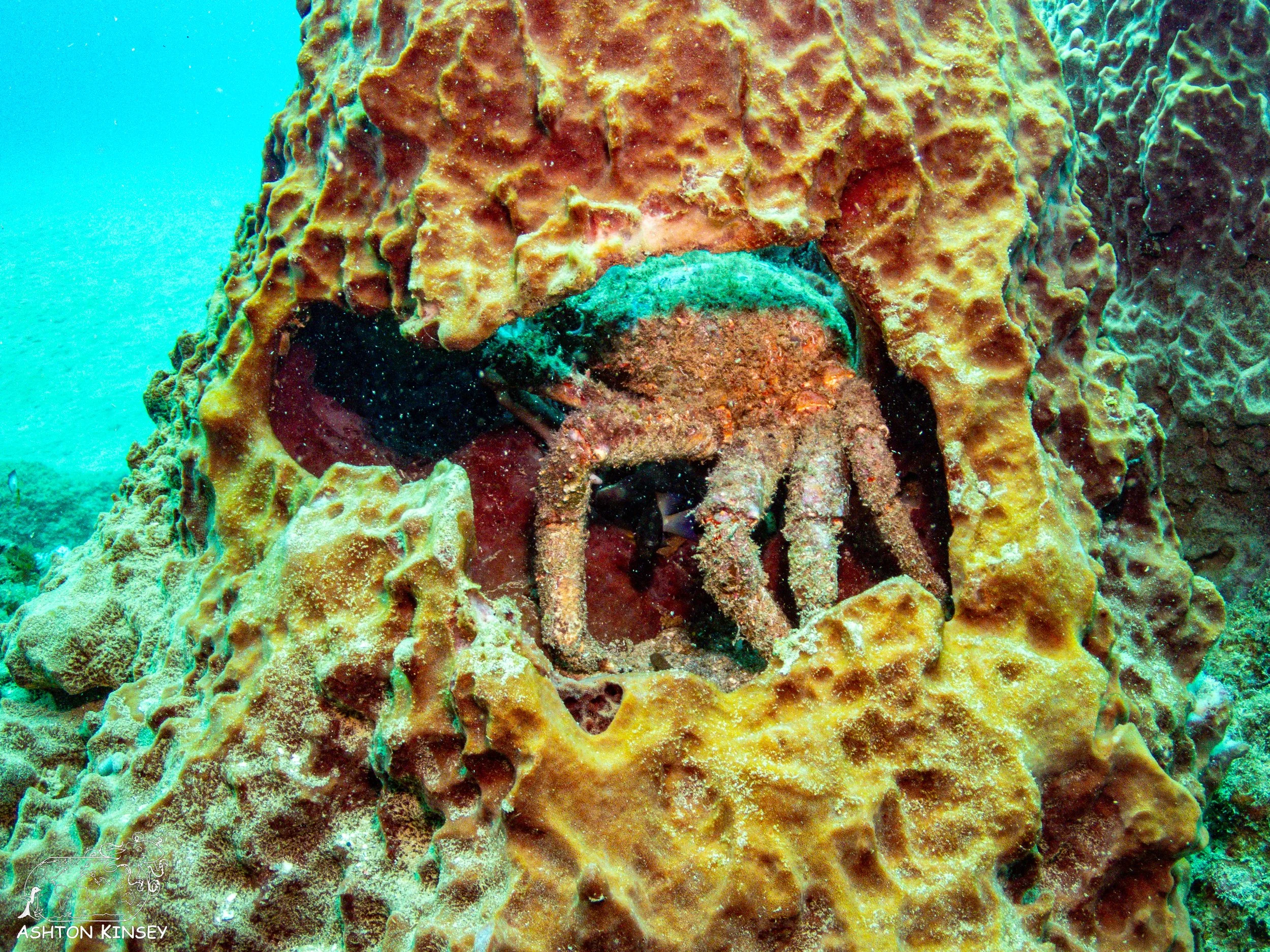 El Natural-6.jpg