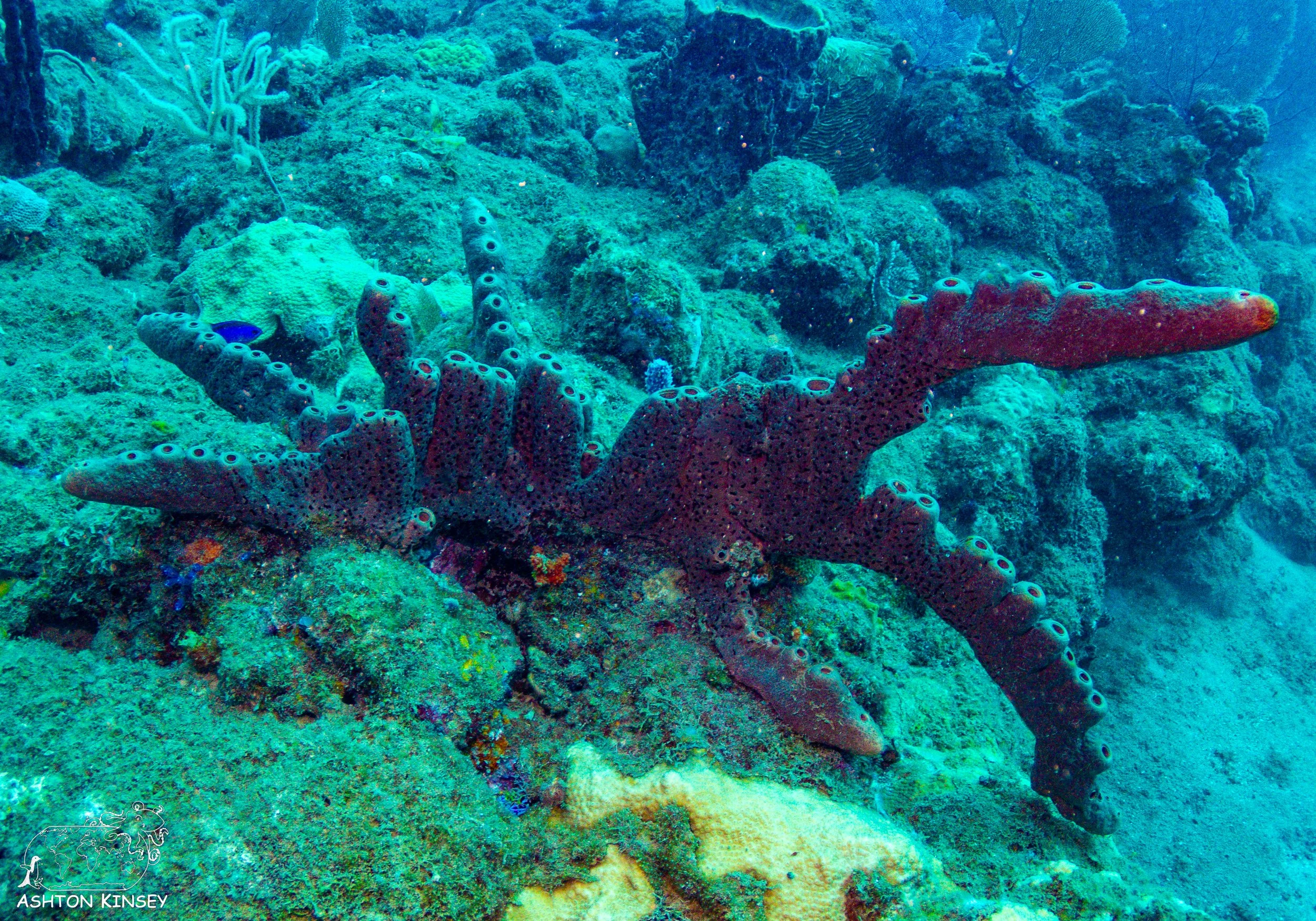Rincon Wall-12.jpg