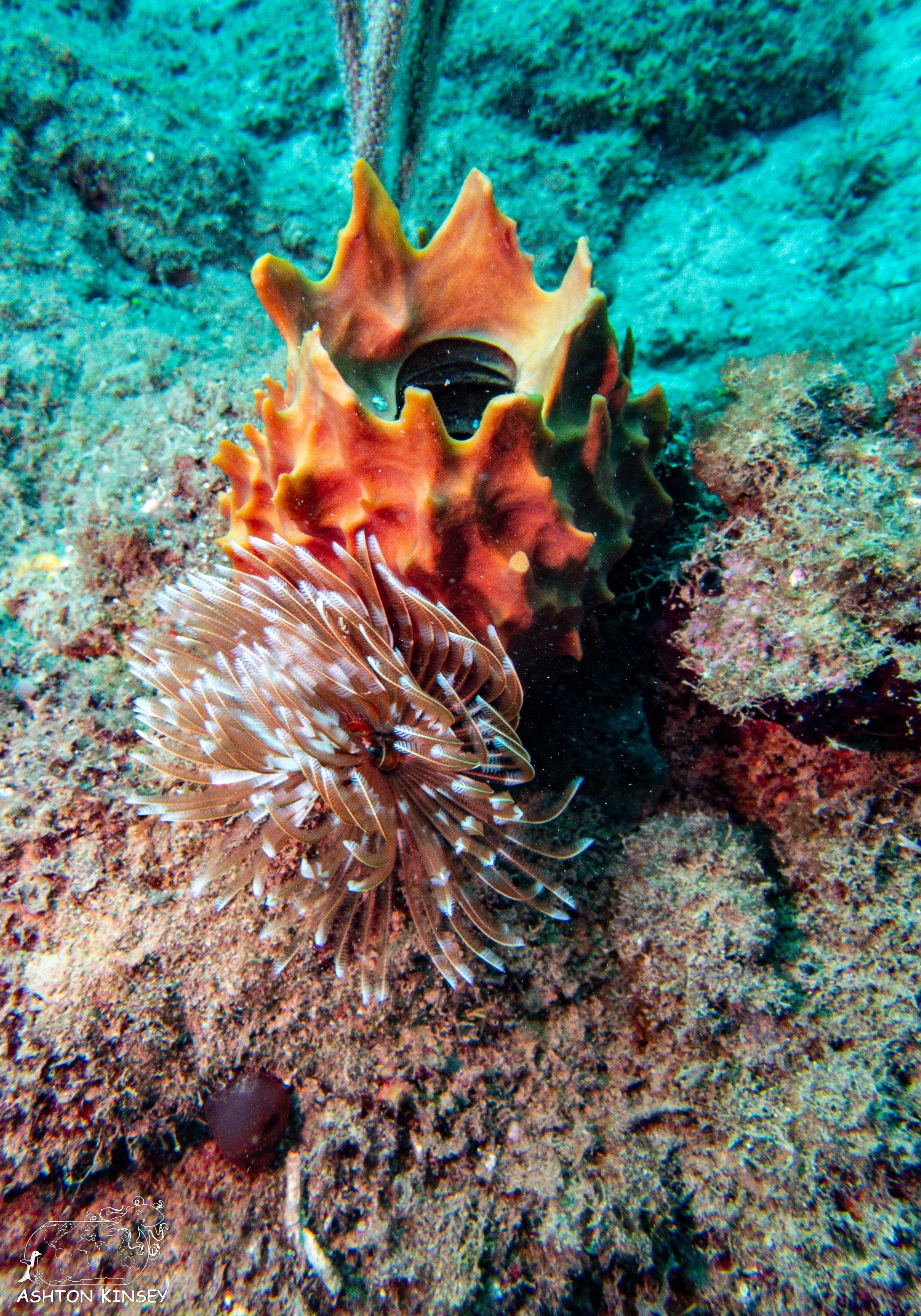 Rincon Wall-13.jpg