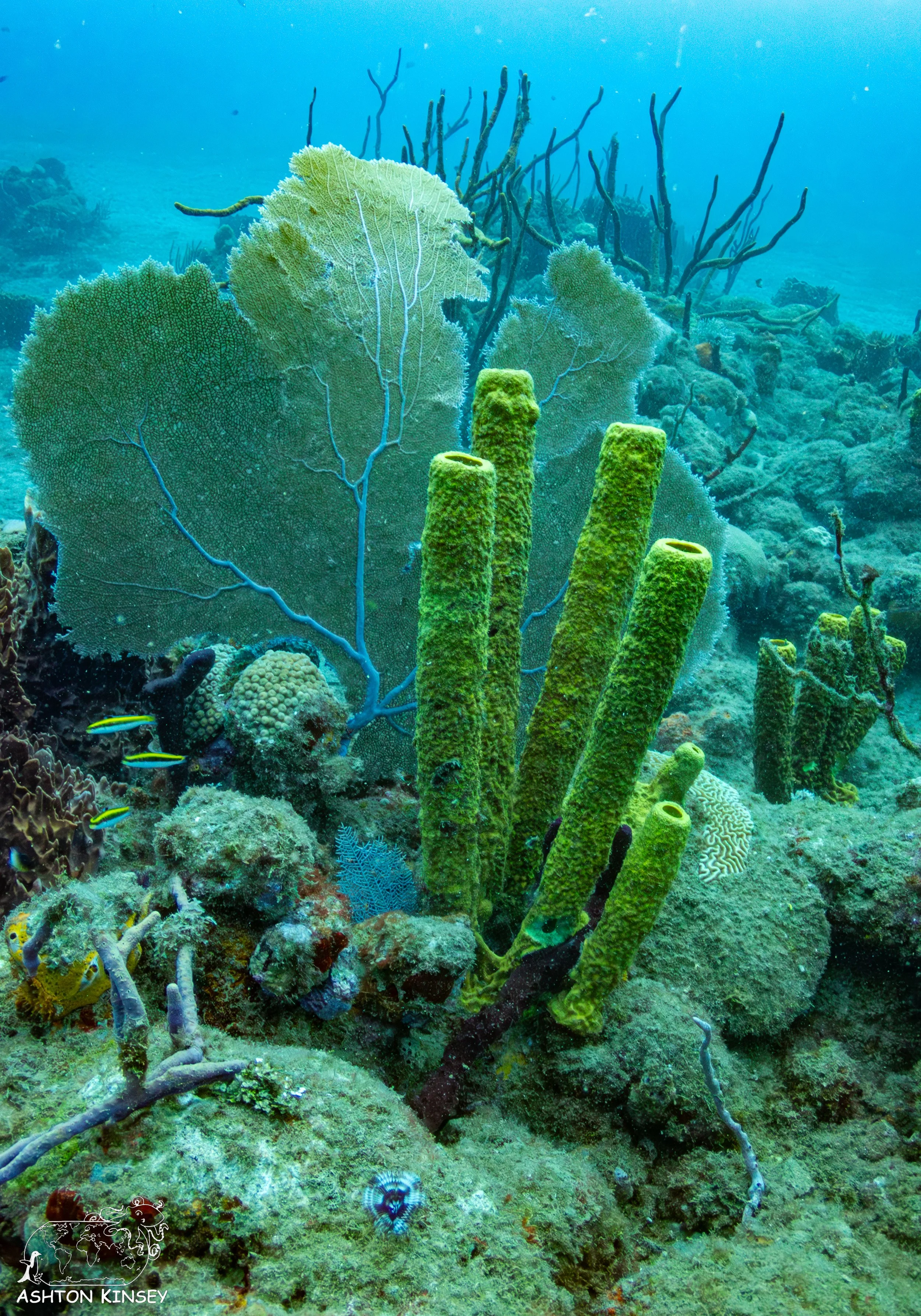 Rincon Wall.jpg