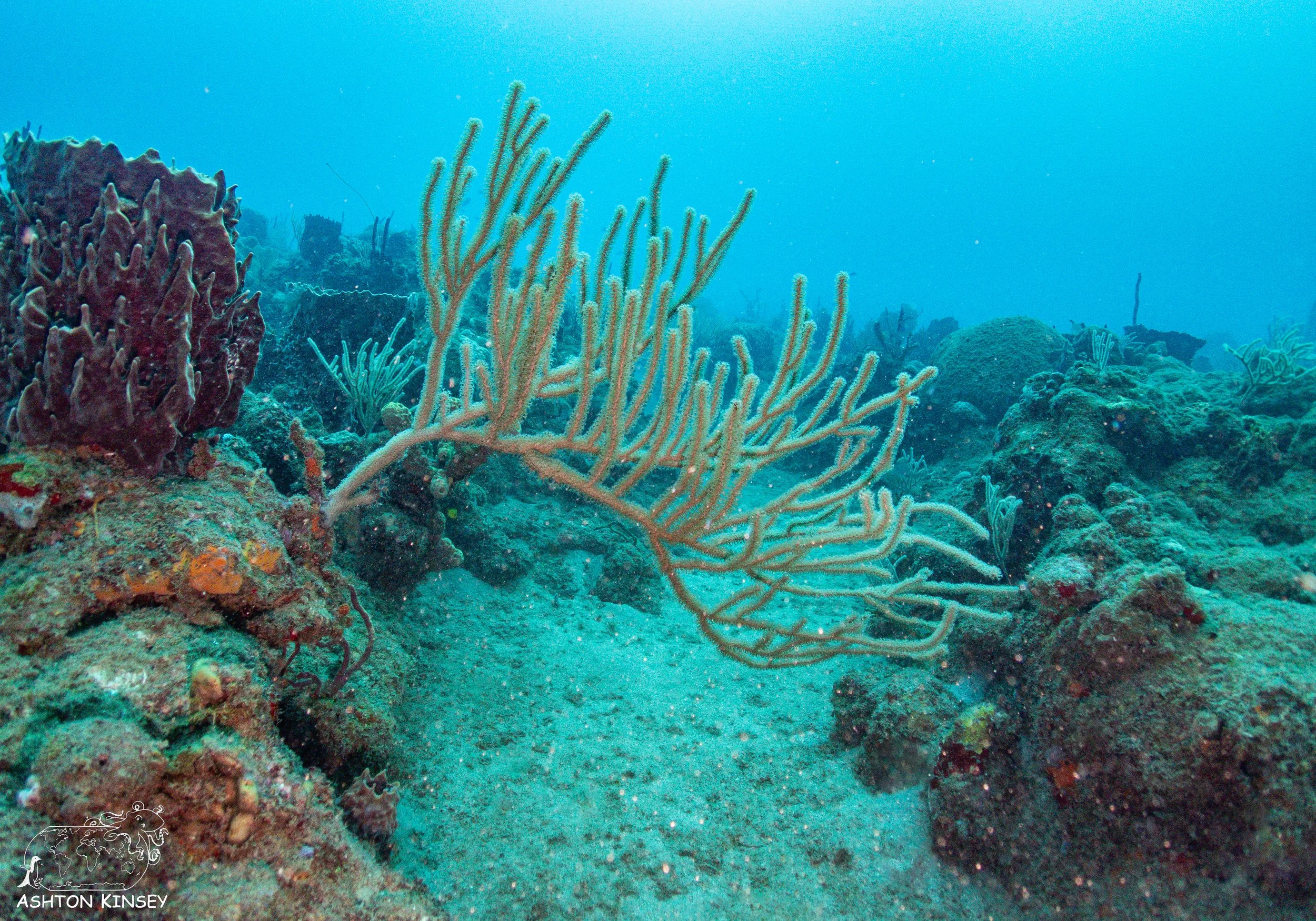 Rincon Wall-1.jpg