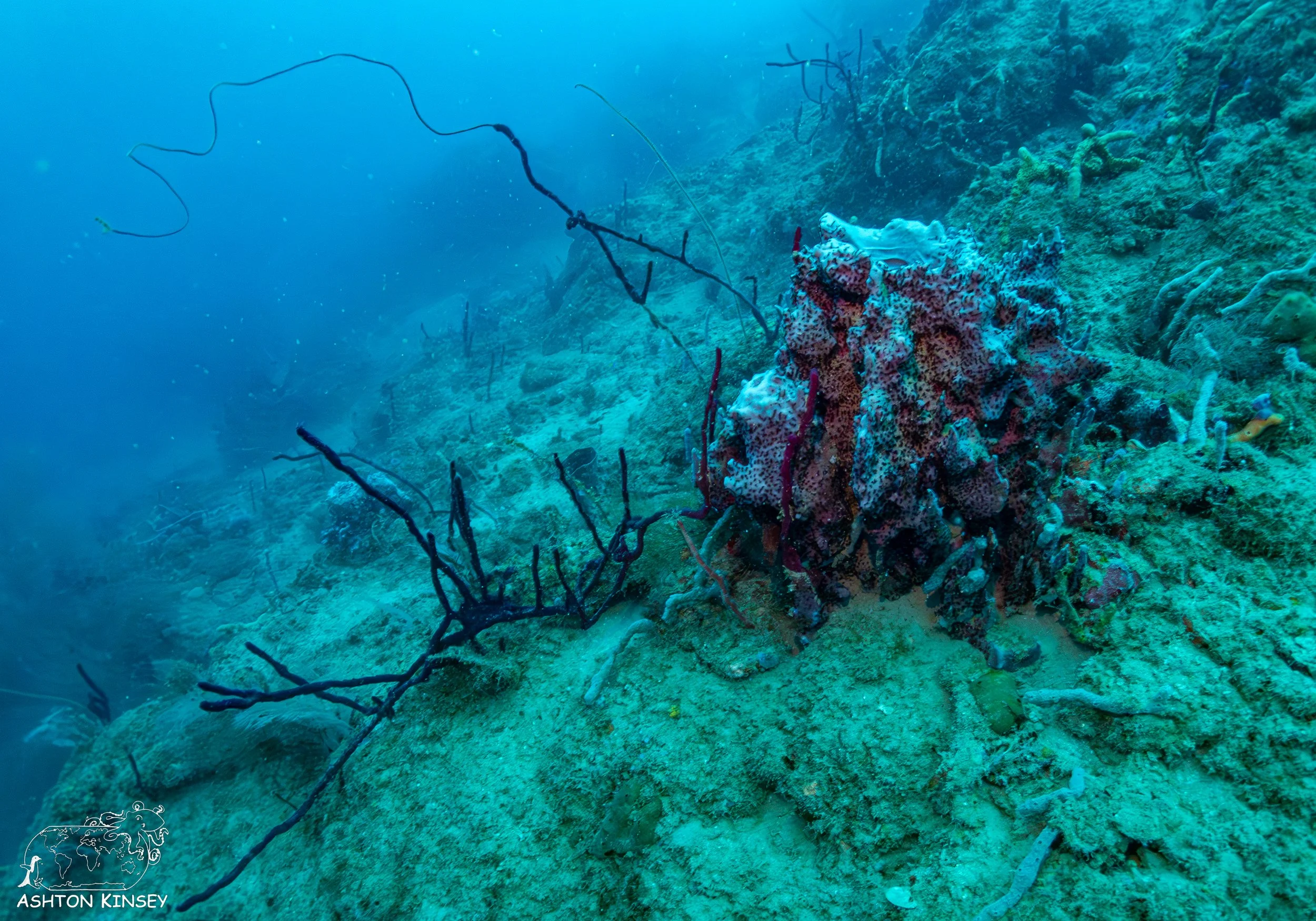 Rincon Wall-3.jpg