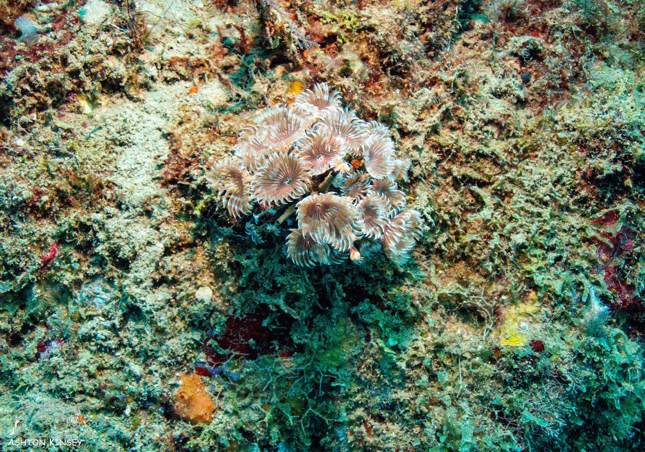 Rincon Wall-4.jpg