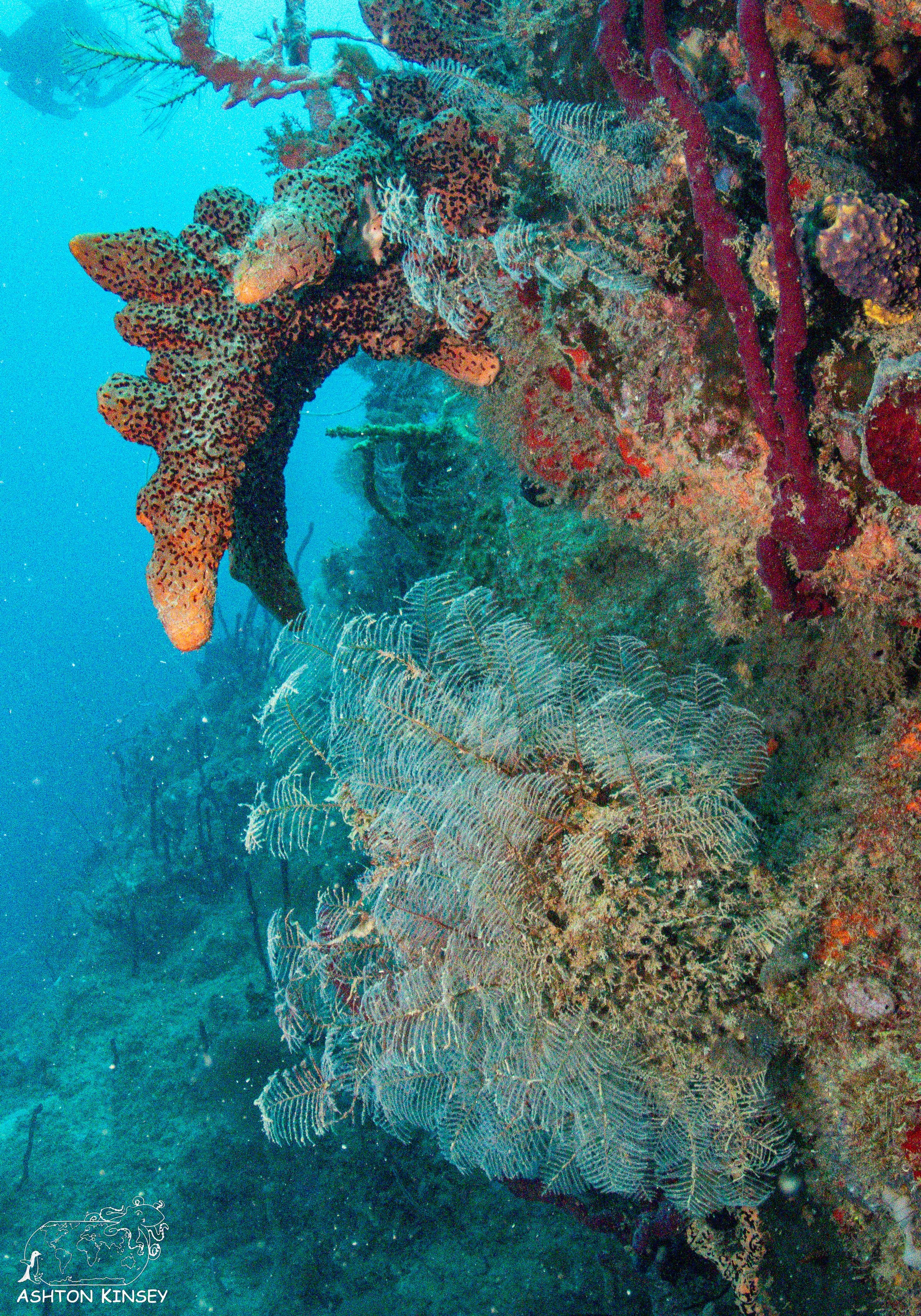 Rincon Wall-5.jpg