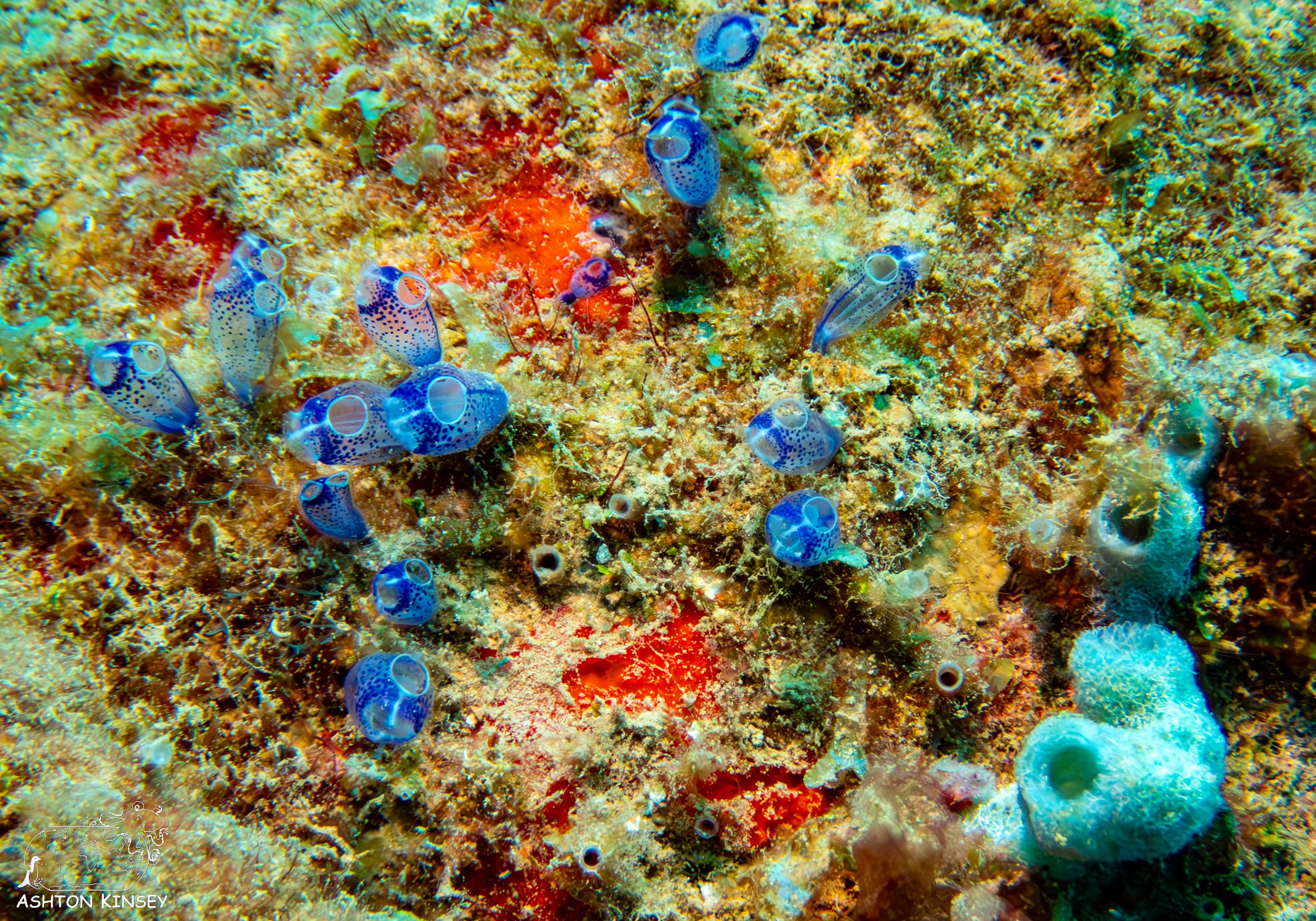 Rincon Wall-9.jpg