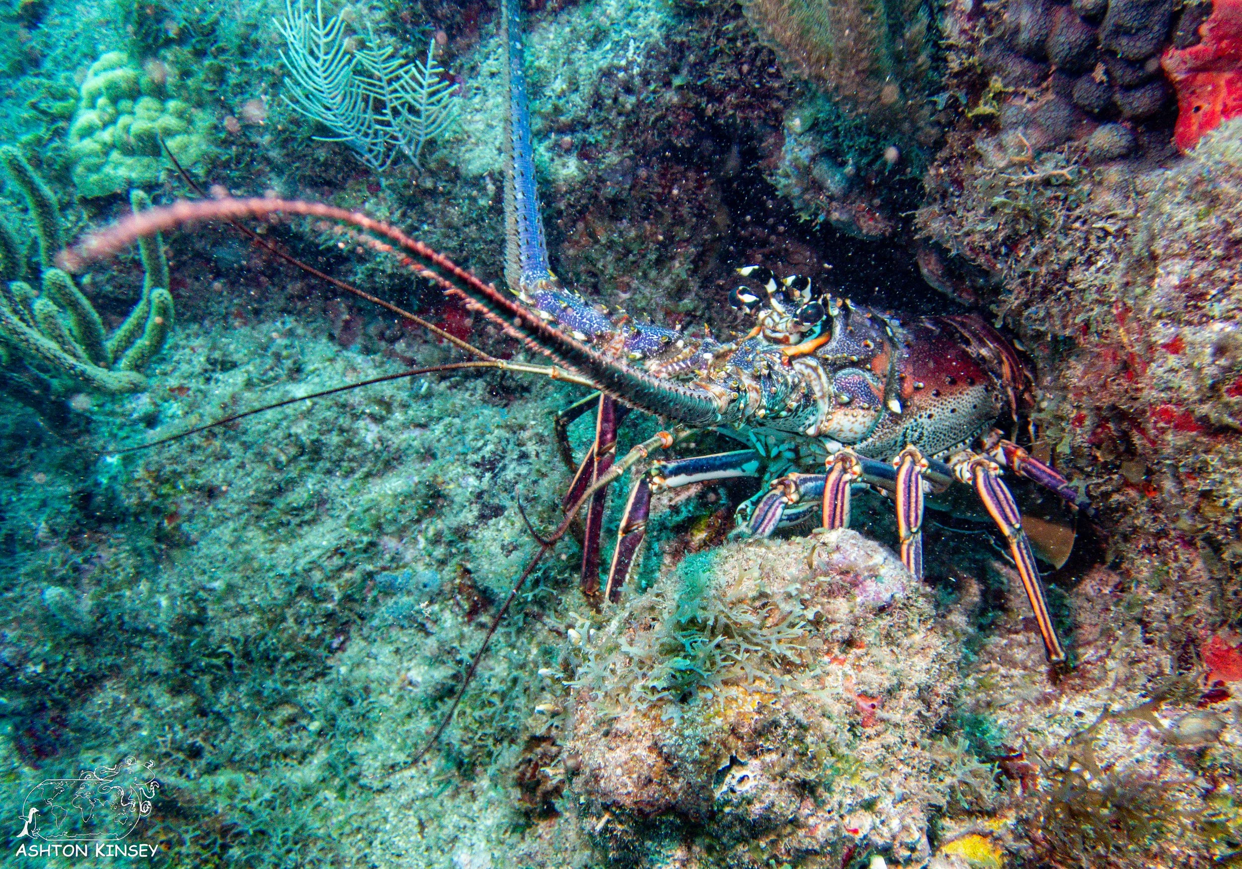 Outer Tres Palmas -11.jpg