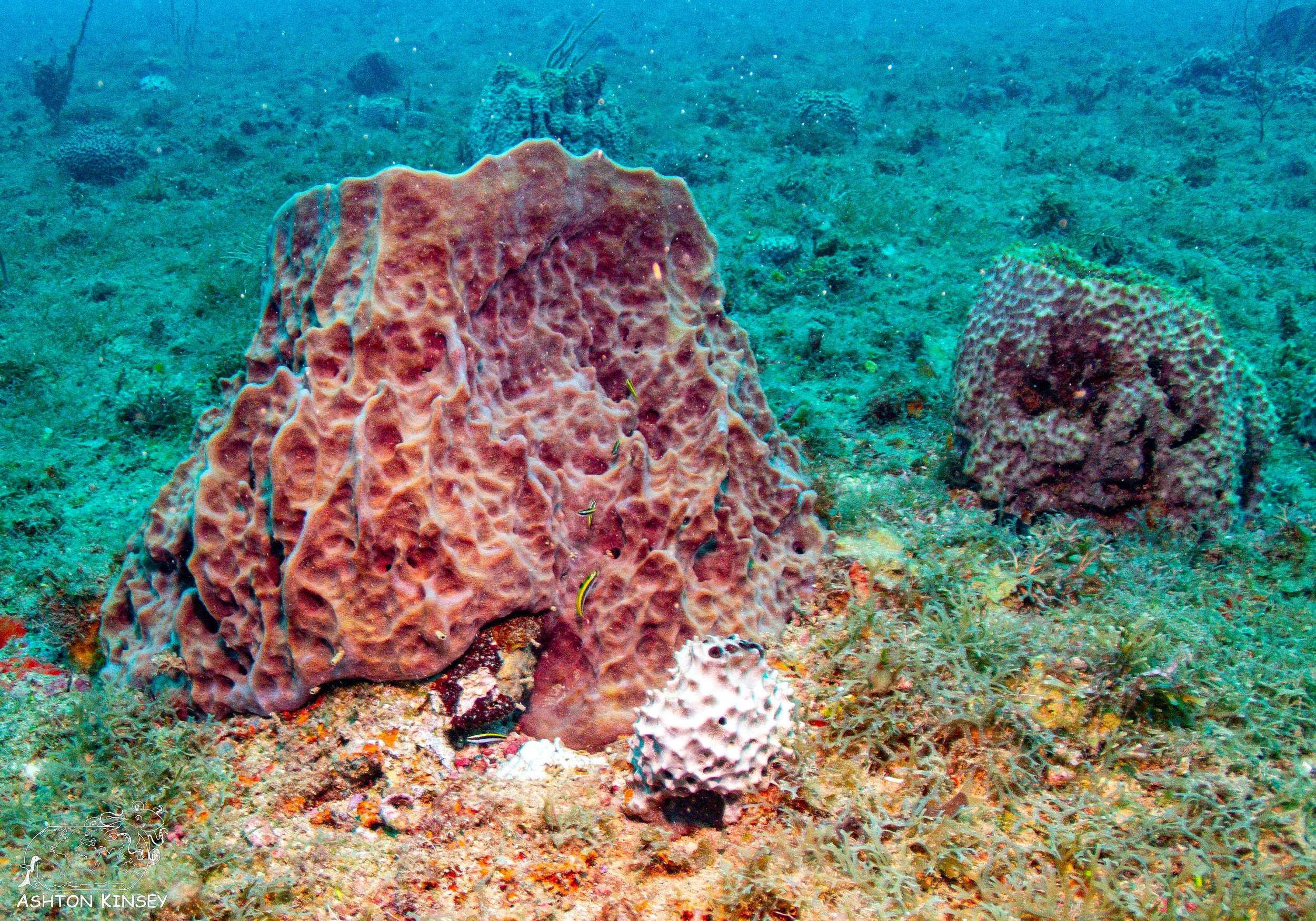 Outer Tres Palmas -5.jpg