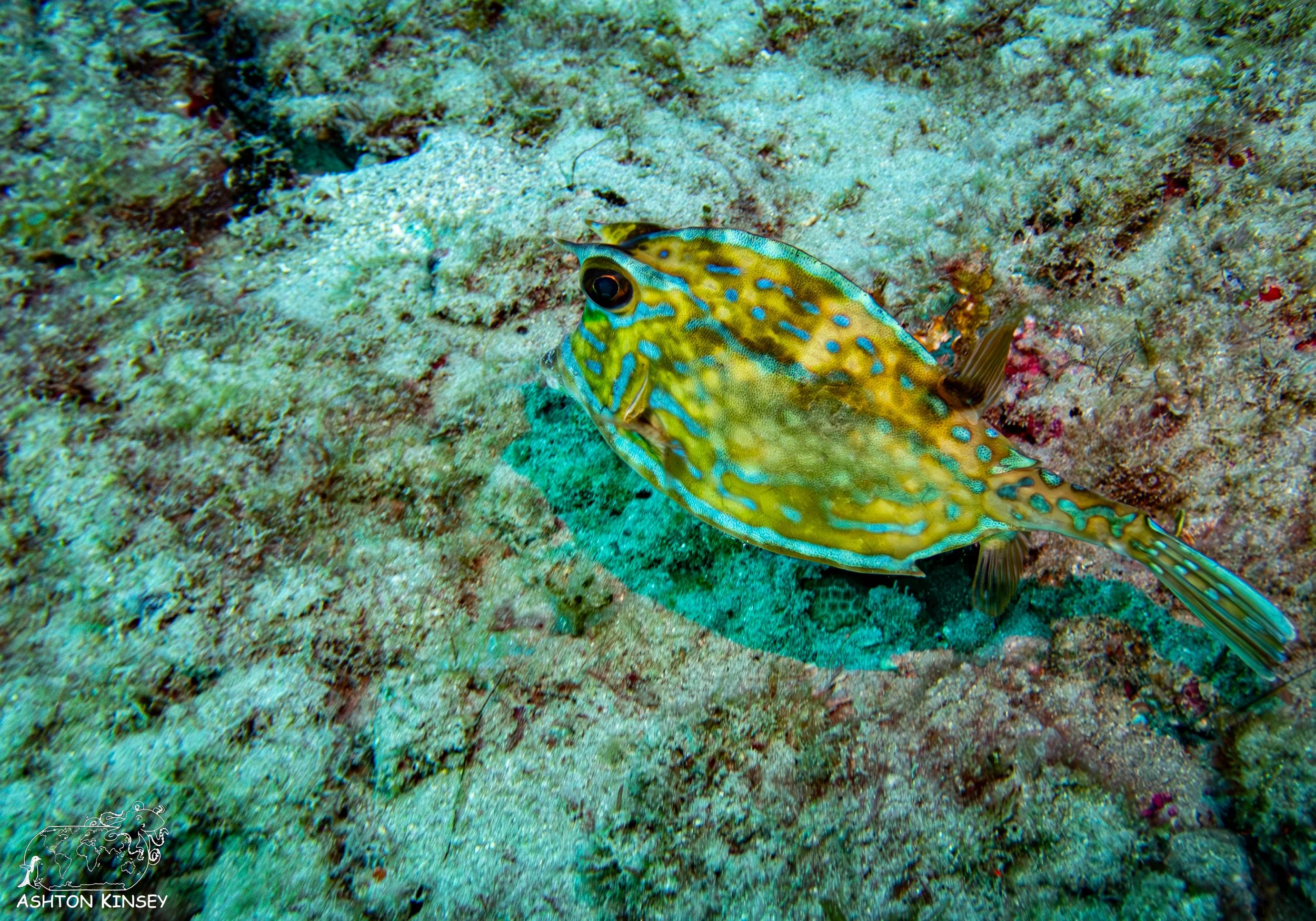Loggerhead Reef.jpg