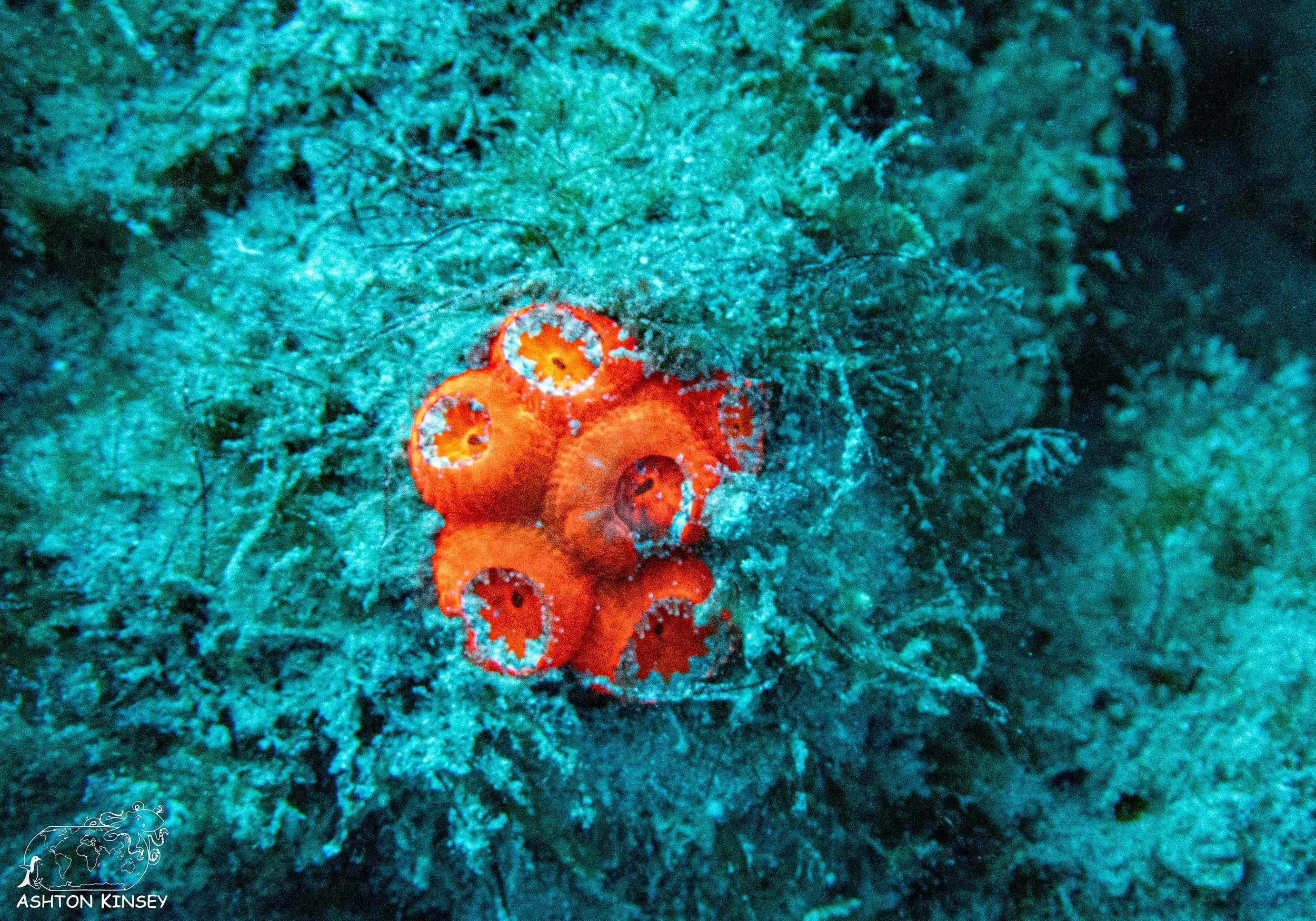 Loggerhead Reef-1.jpg