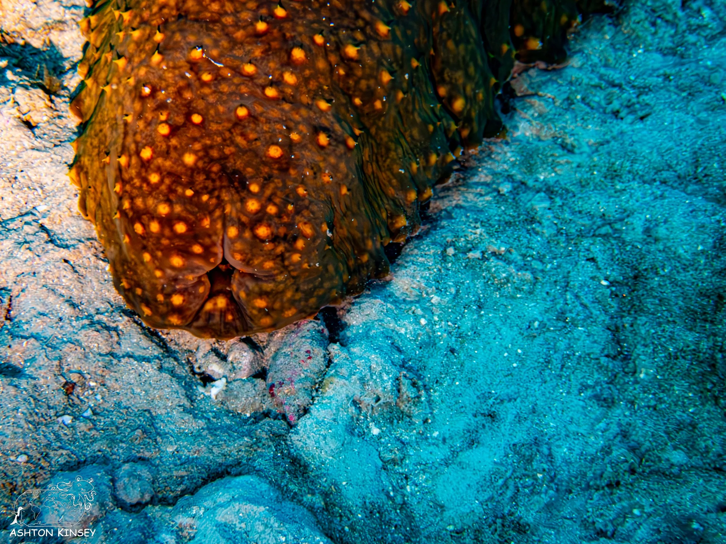 Loggerhead Reef-2.jpg
