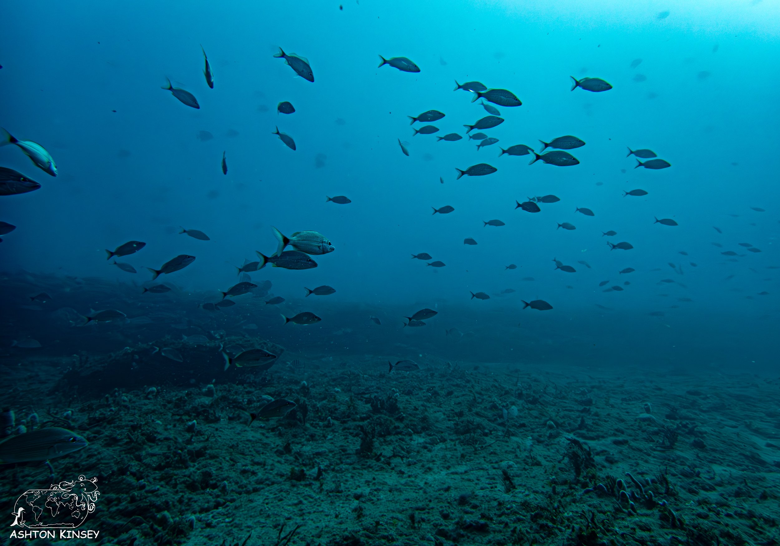 Loggerhead Reef-3.jpg