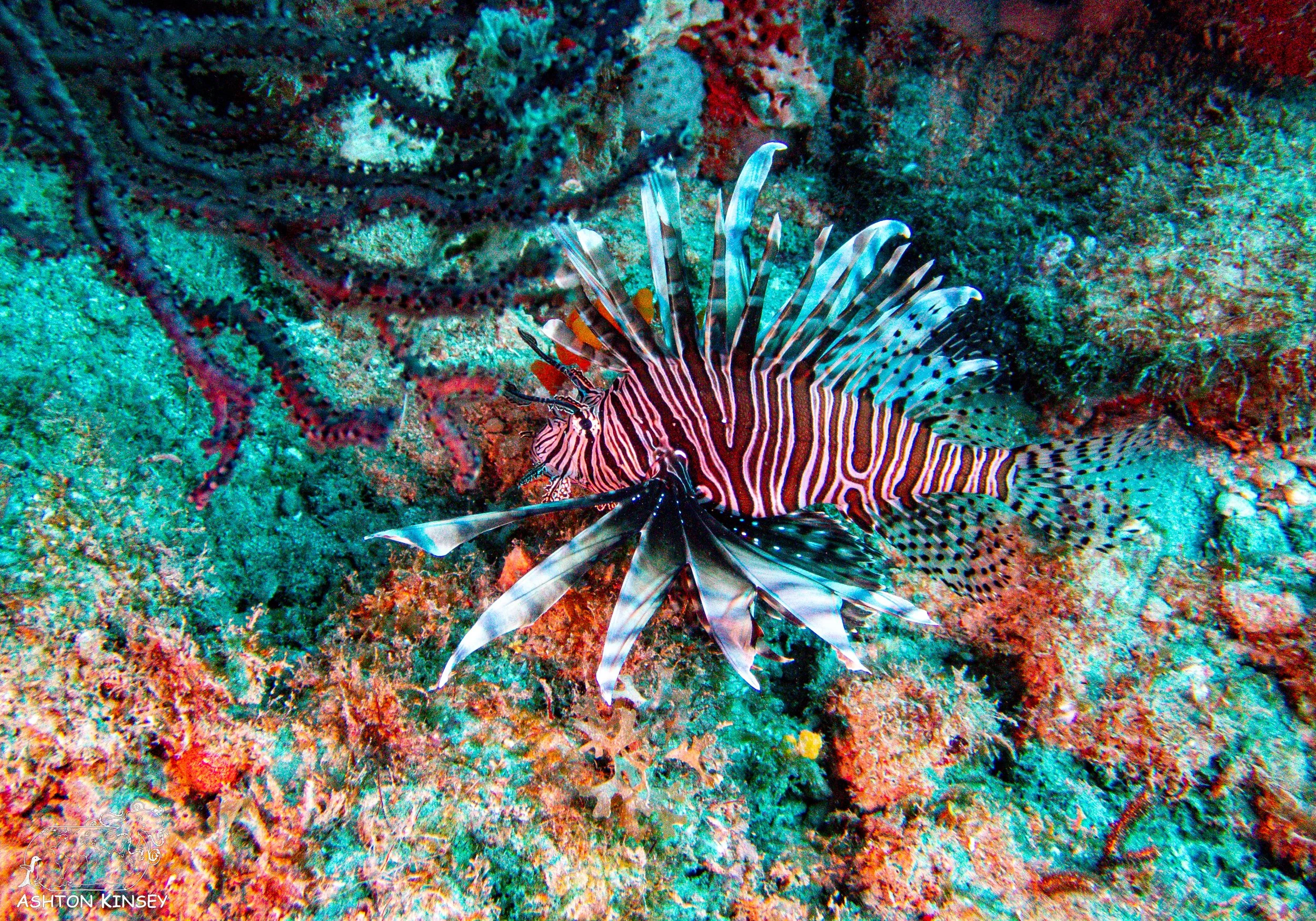 Loggerhead Reef-4.jpg