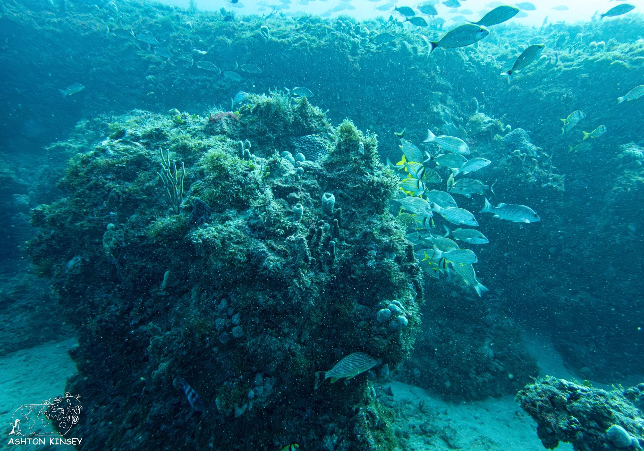 Loggerhead Reef-7.jpg