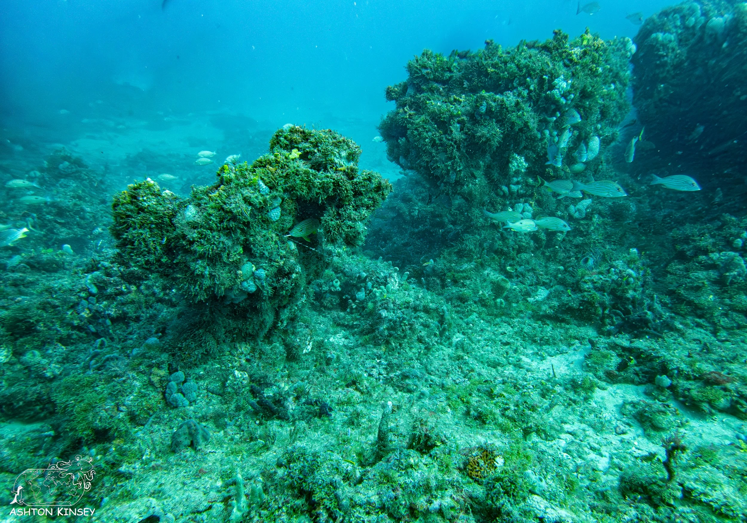 Loggerhead Reef-8.jpg