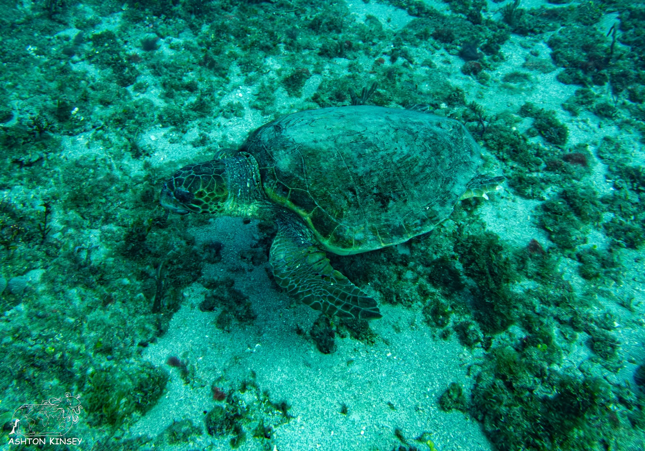Captain K's Reef.jpg