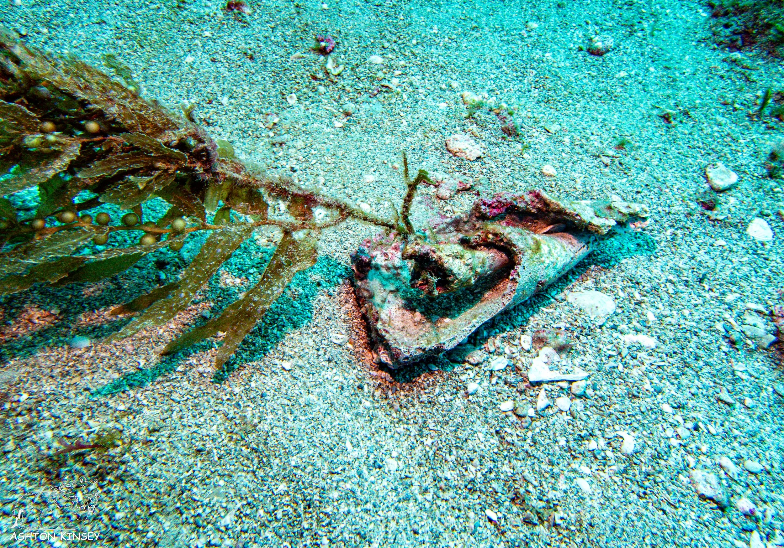Captain K's Reef-1.jpg