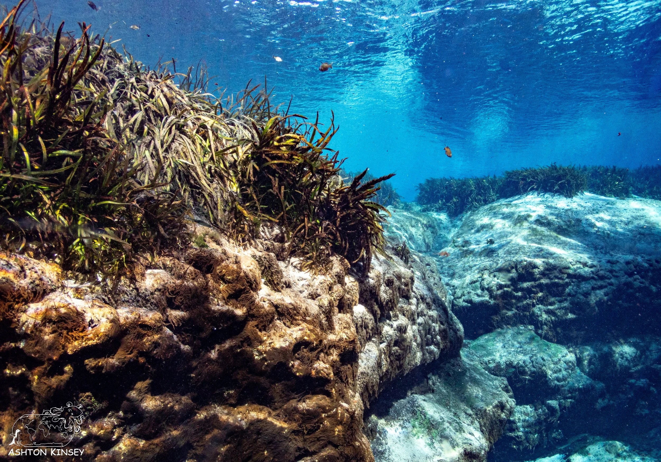 Alexander Springs-14.jpg