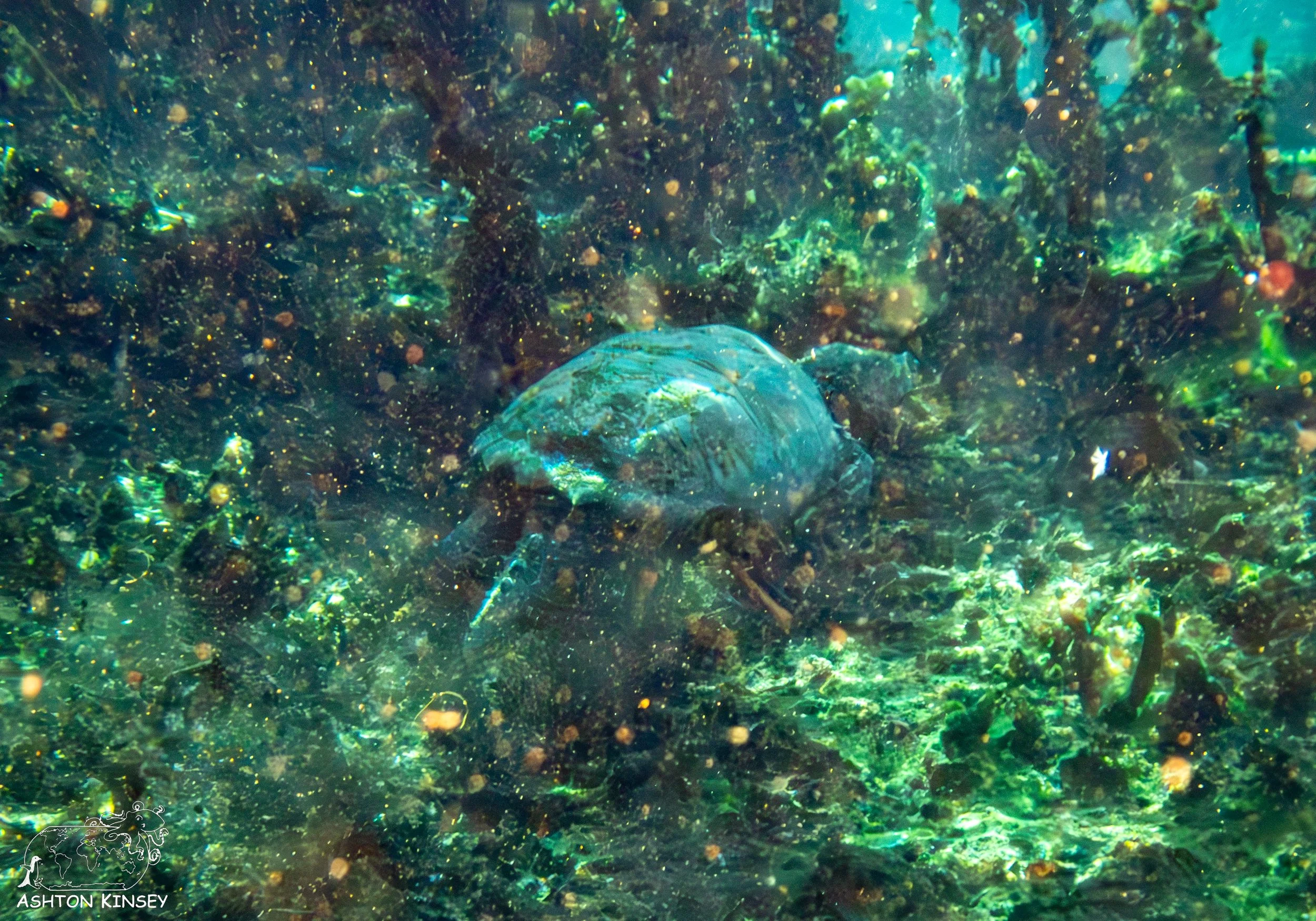 Alexander Springs-19.jpg