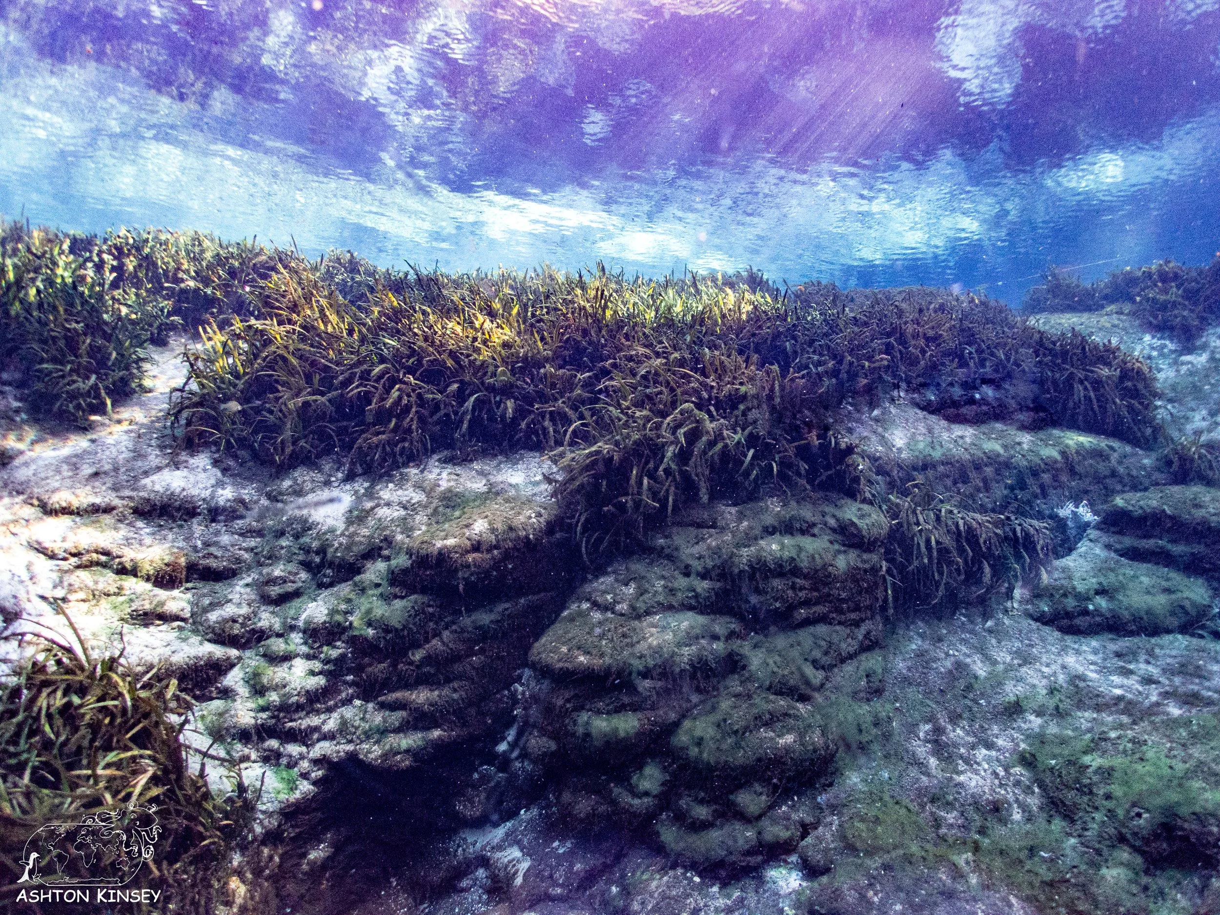 Alexander Springs-3.jpg