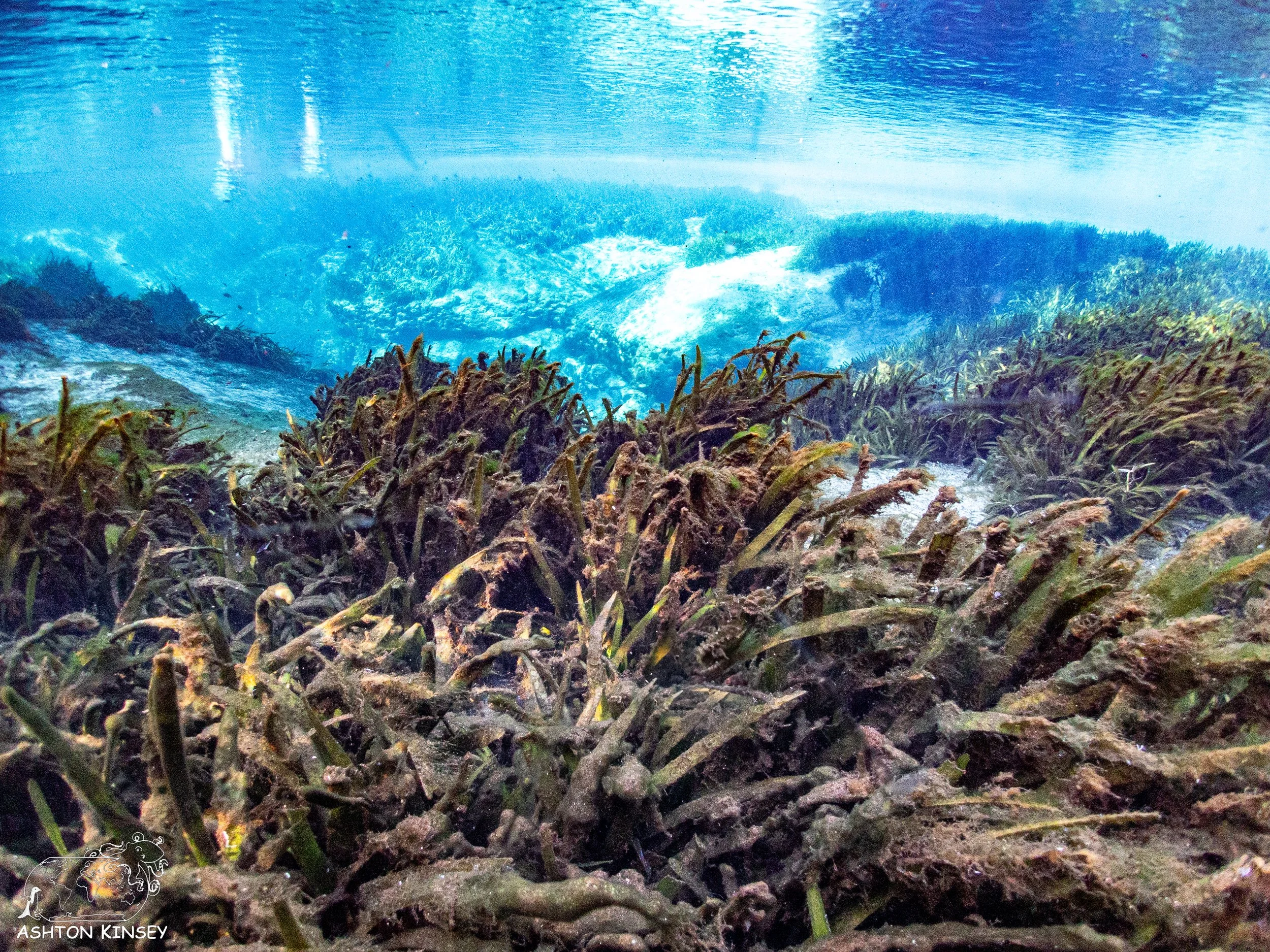Alexander Springs-10.jpg