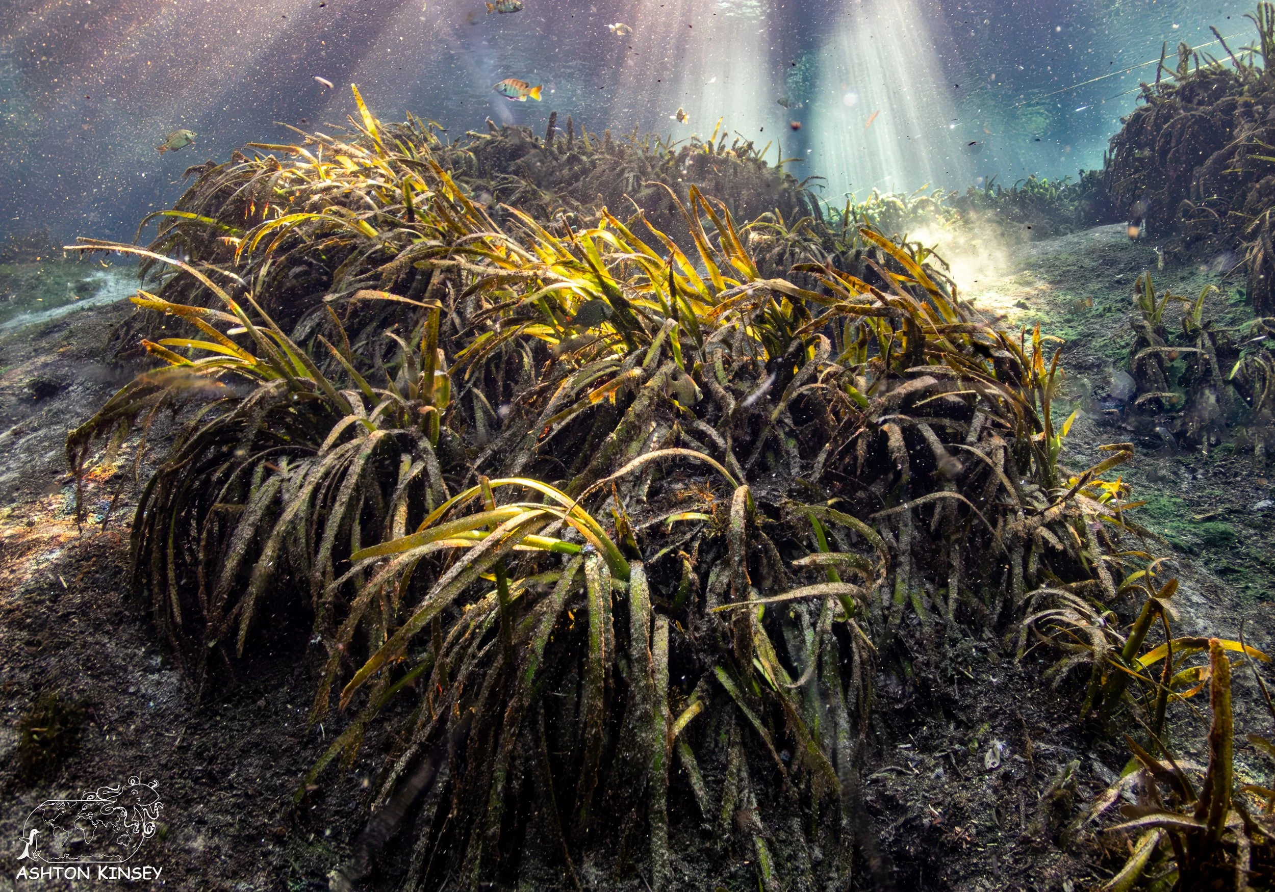 Alexander Springs-12.jpg