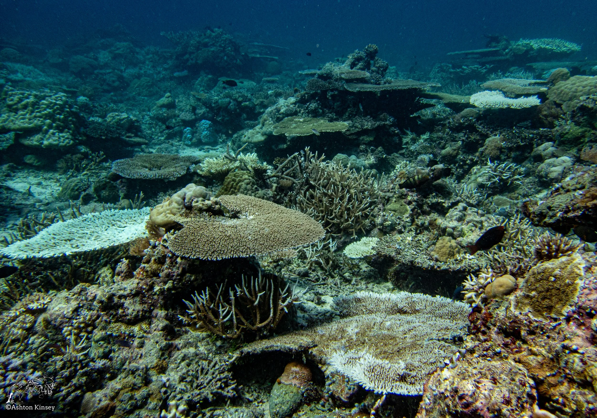 Double Reef-11.jpg