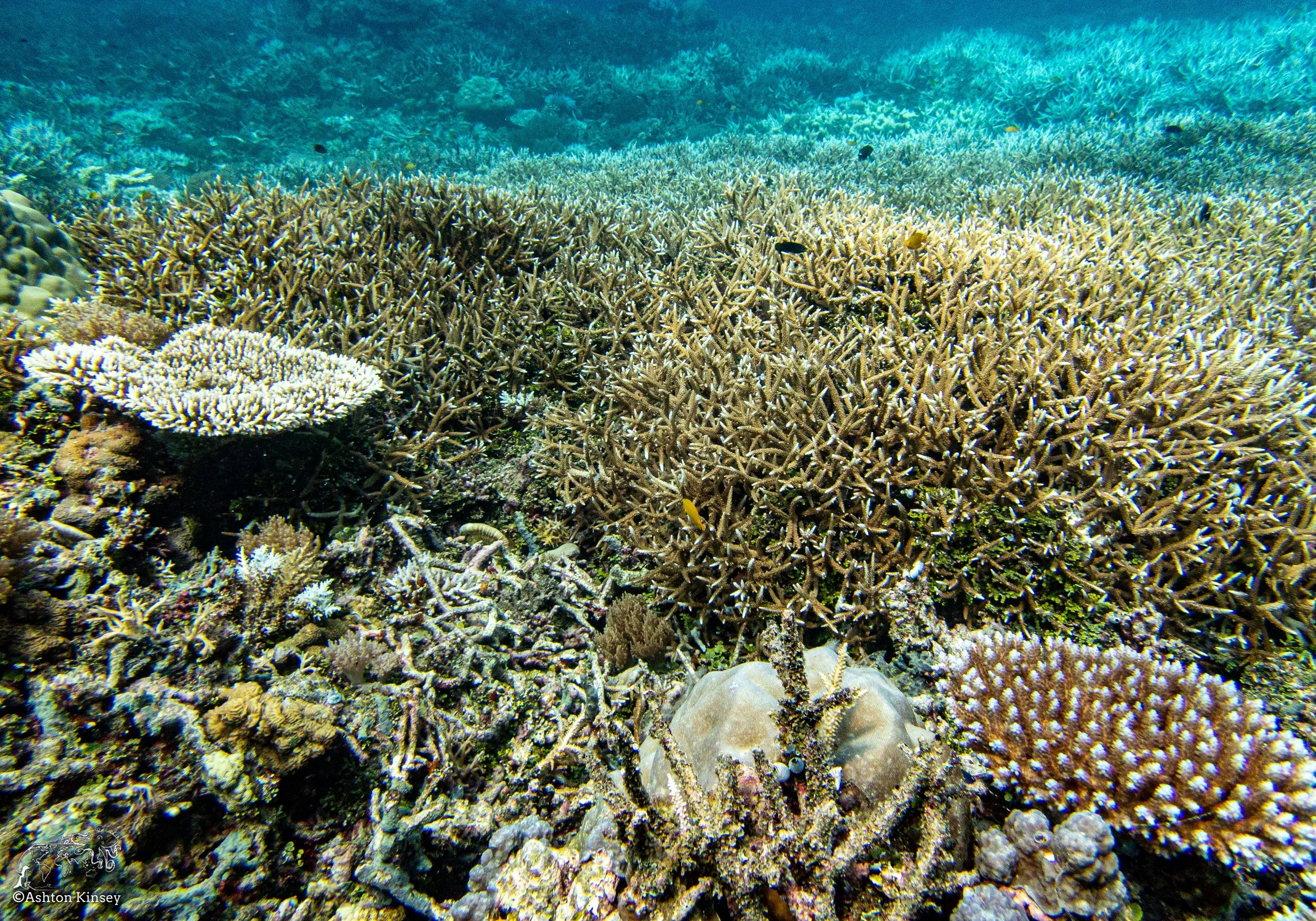 Double Reef-12.jpg