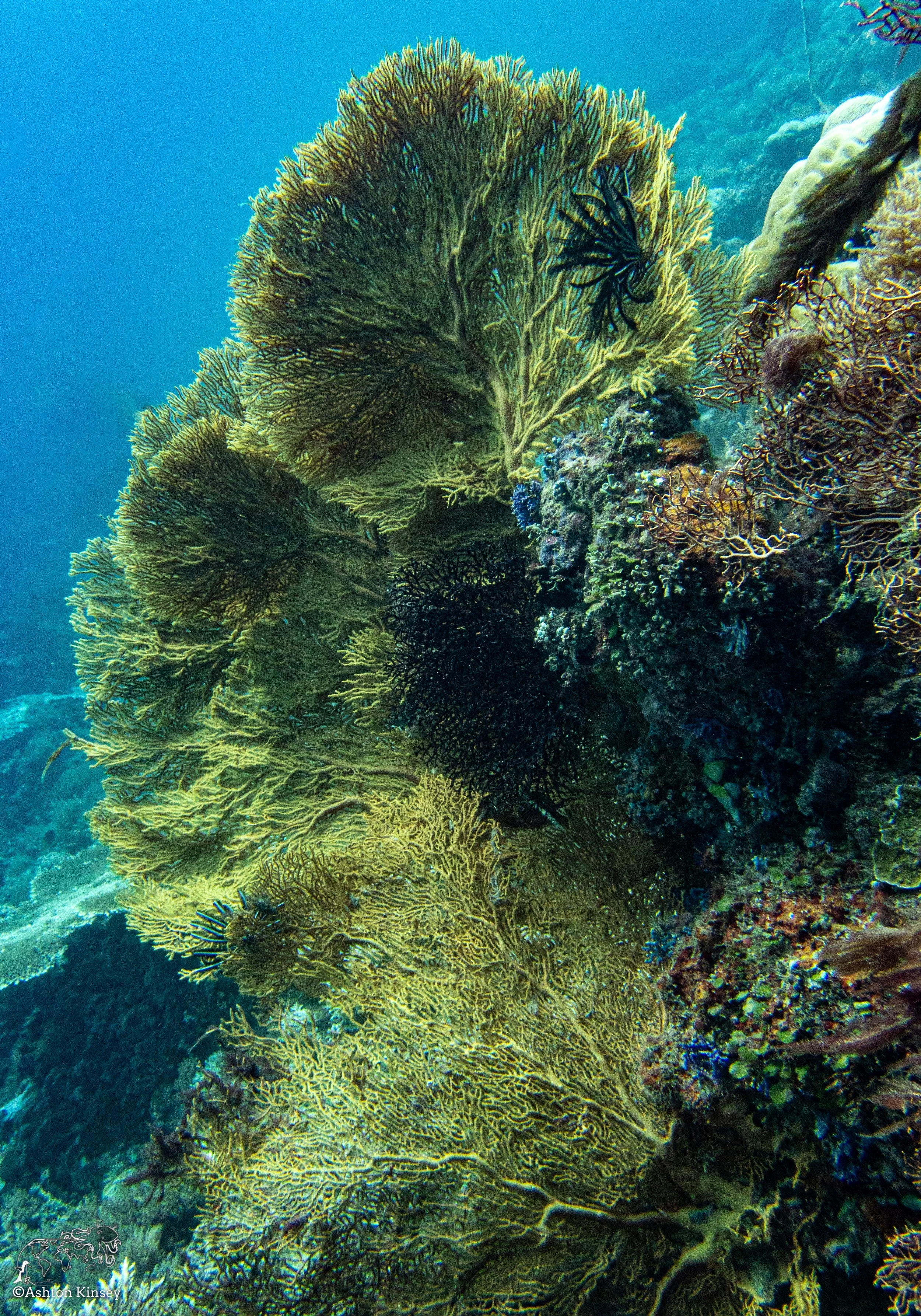 Double Reef-1.jpg