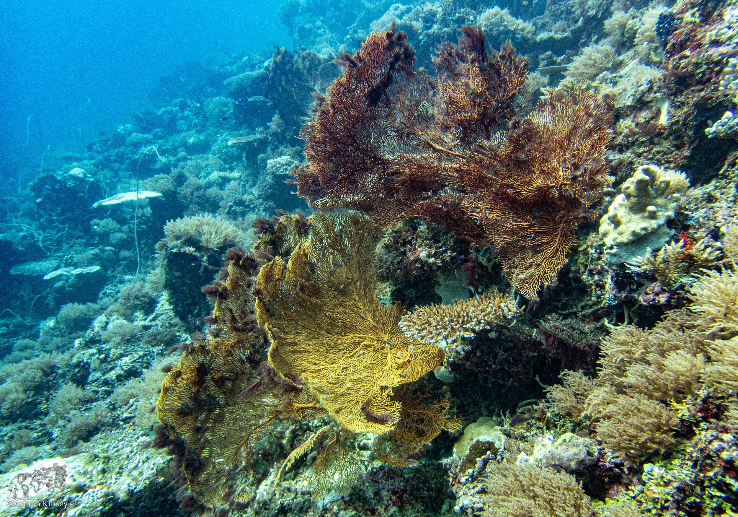 Double Reef-2.jpg