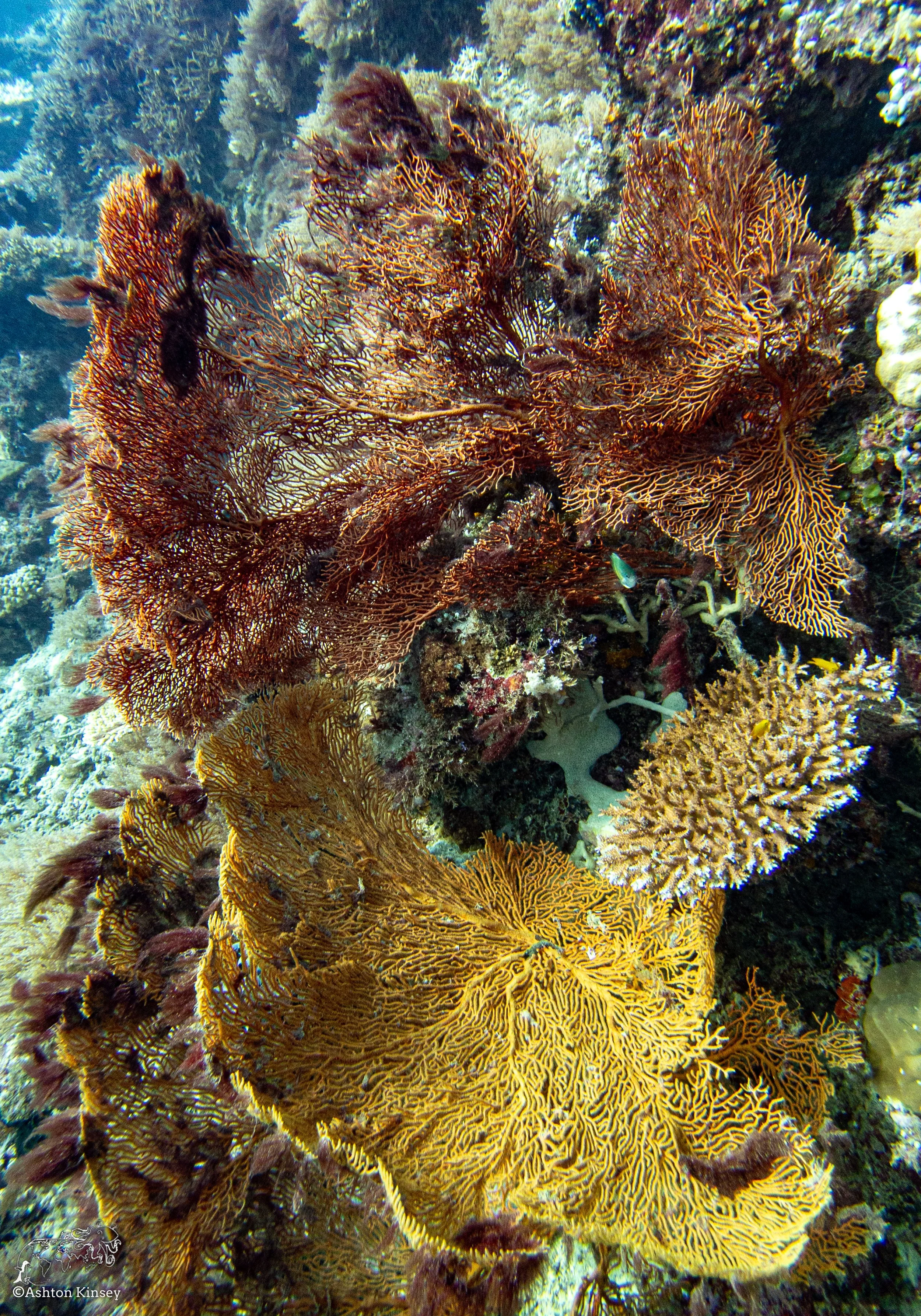 Double Reef-3.jpg