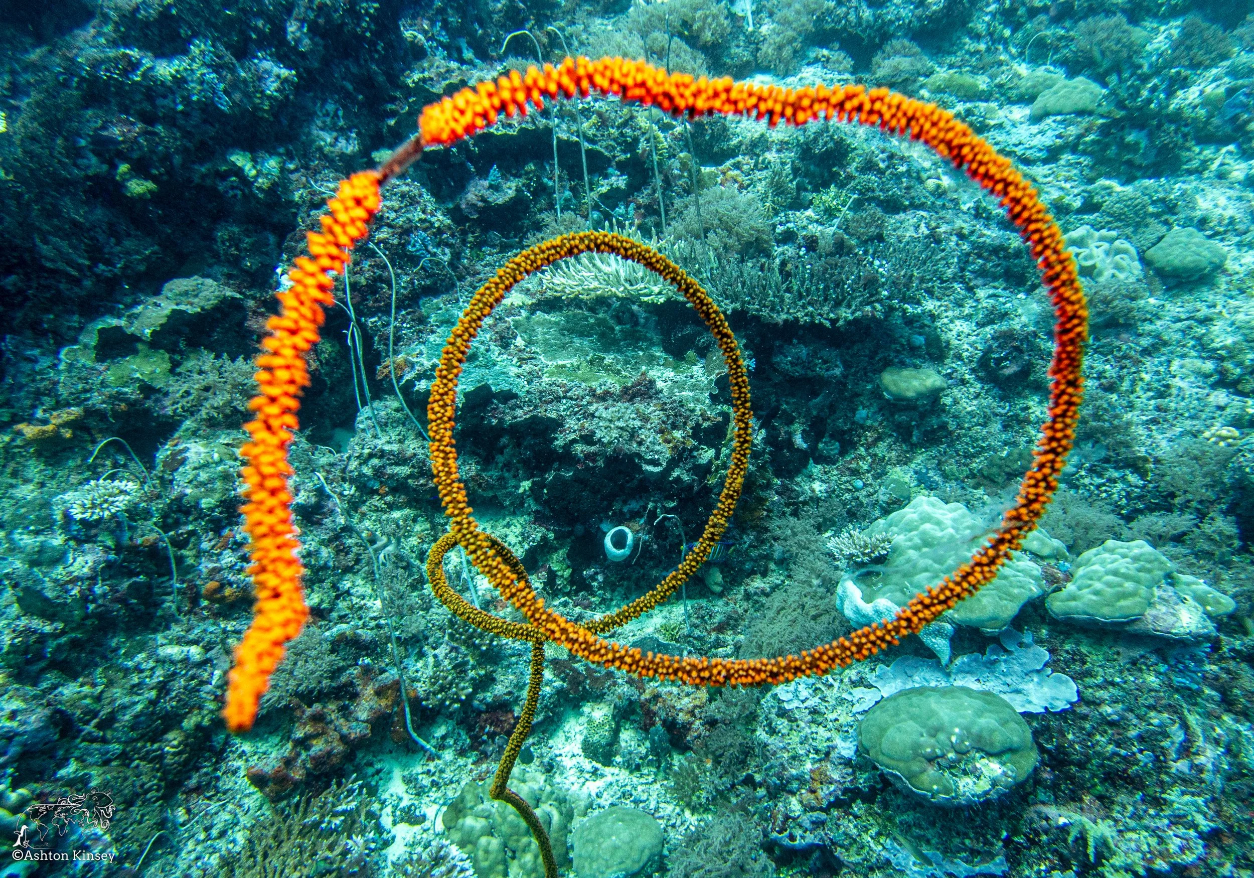 Double Reef-4.jpg