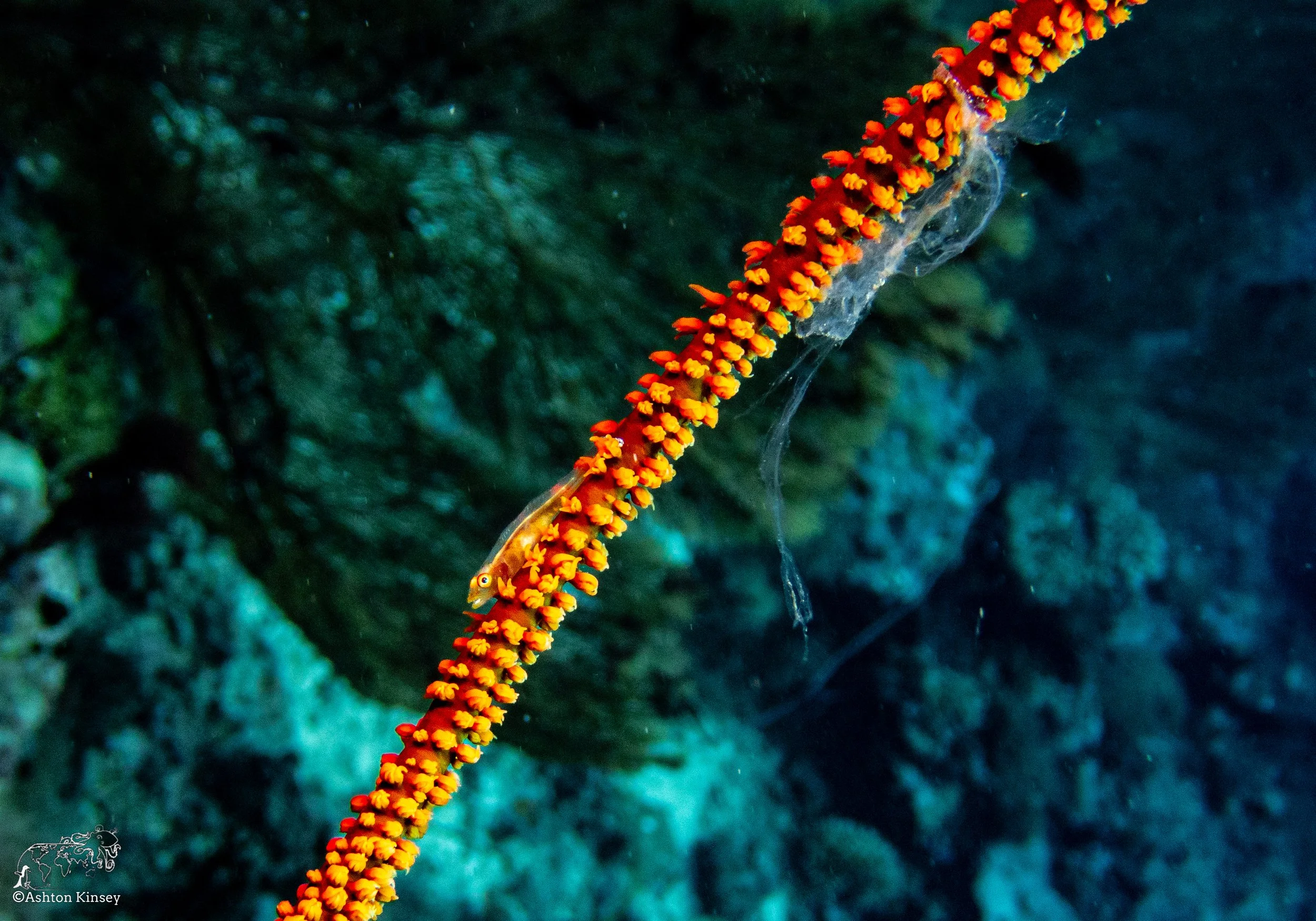Double Reef-5.jpg