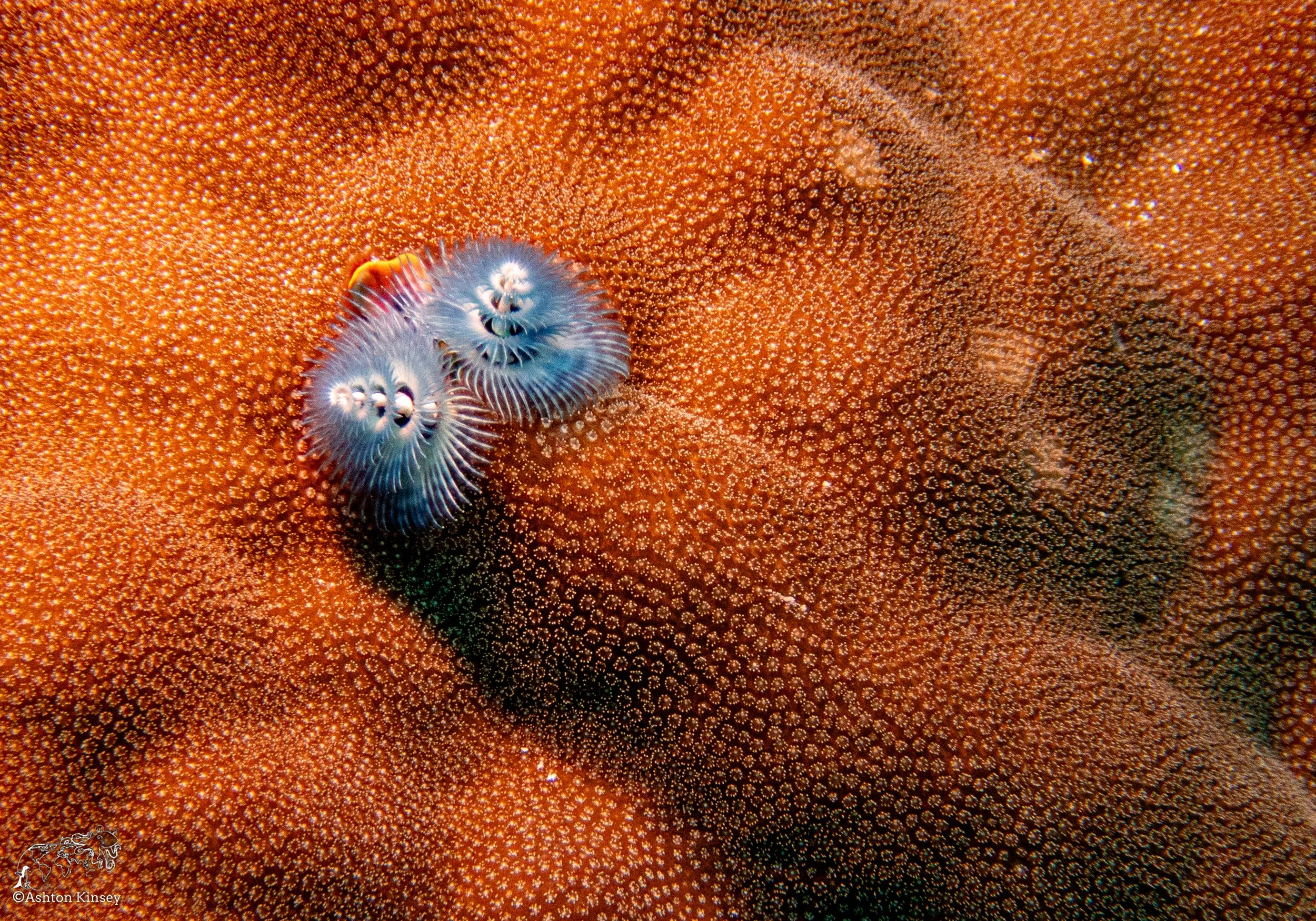 Double Reef-6.jpg