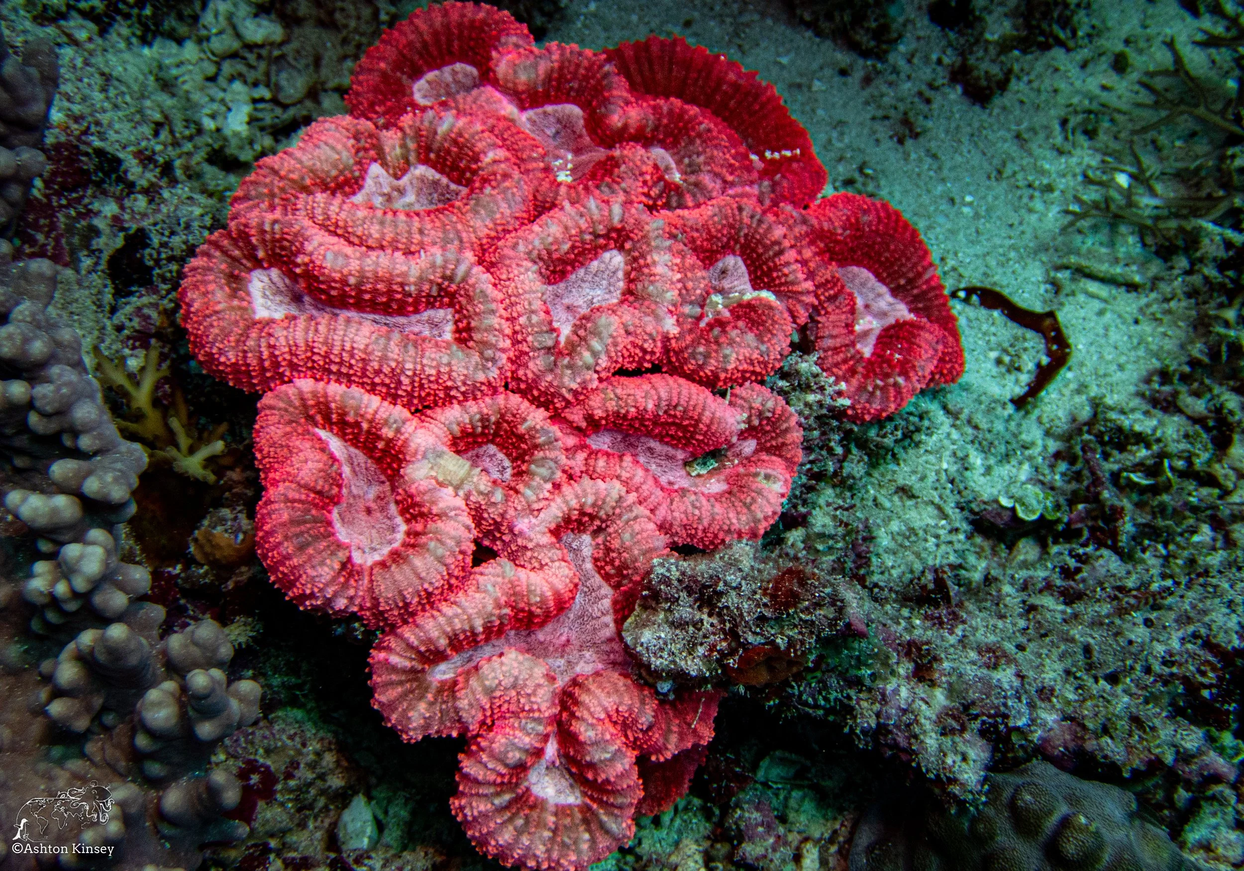 Double Reef-7.jpg