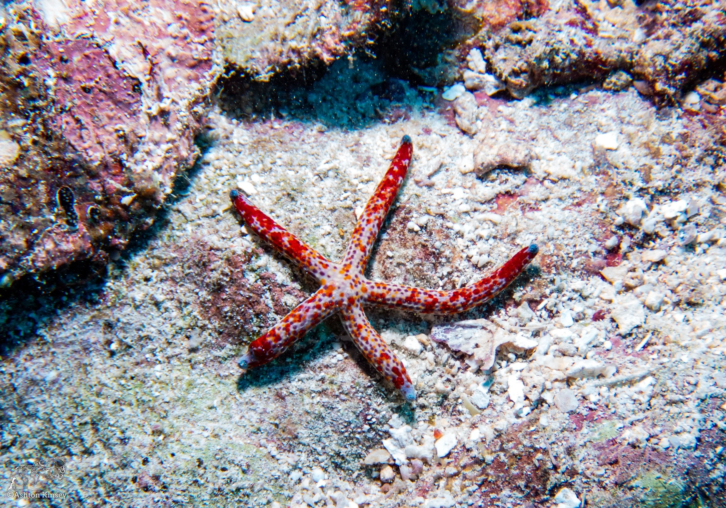 Double Reef-8.jpg