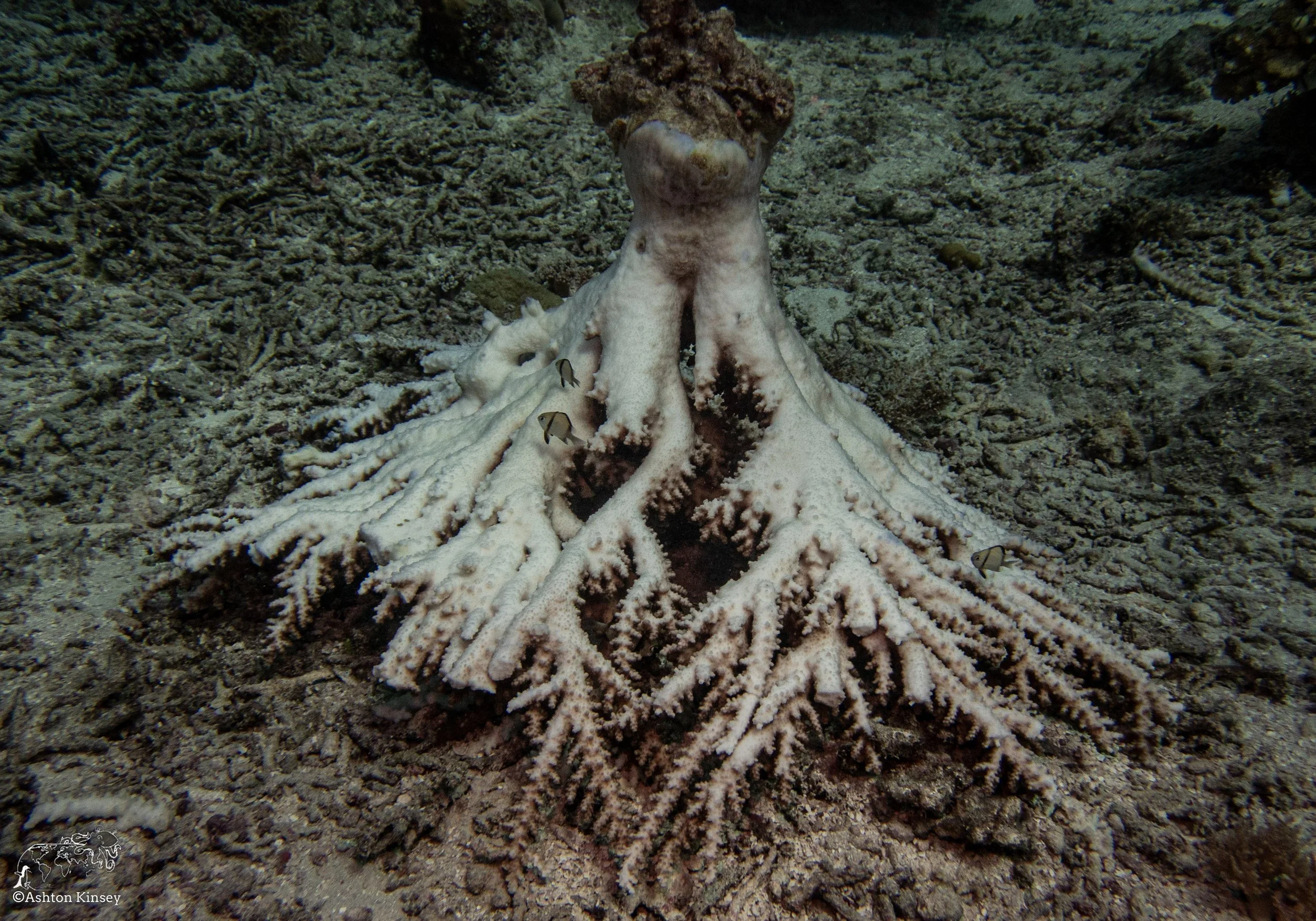 Double Reef-10.jpg