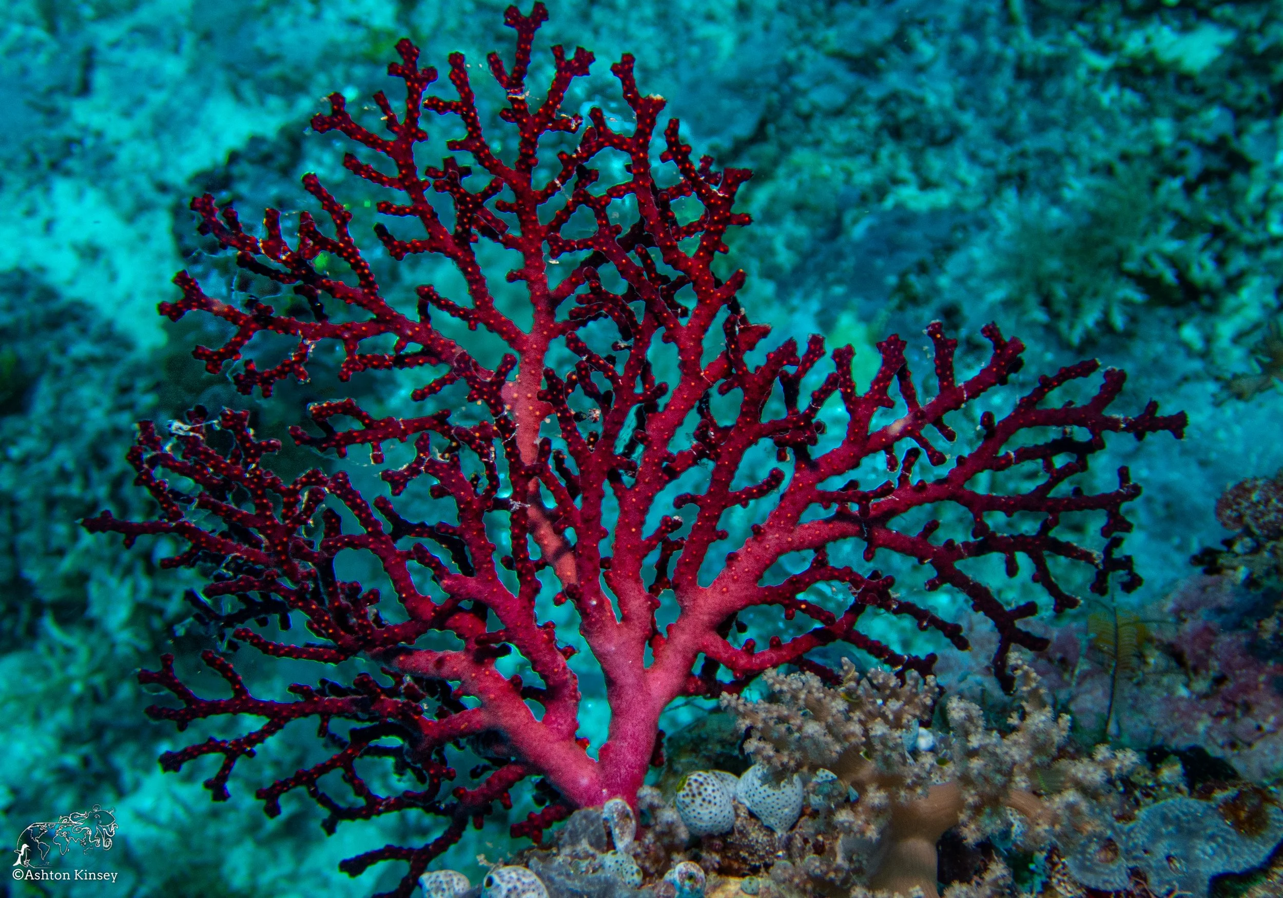 Double Reef-9.jpg