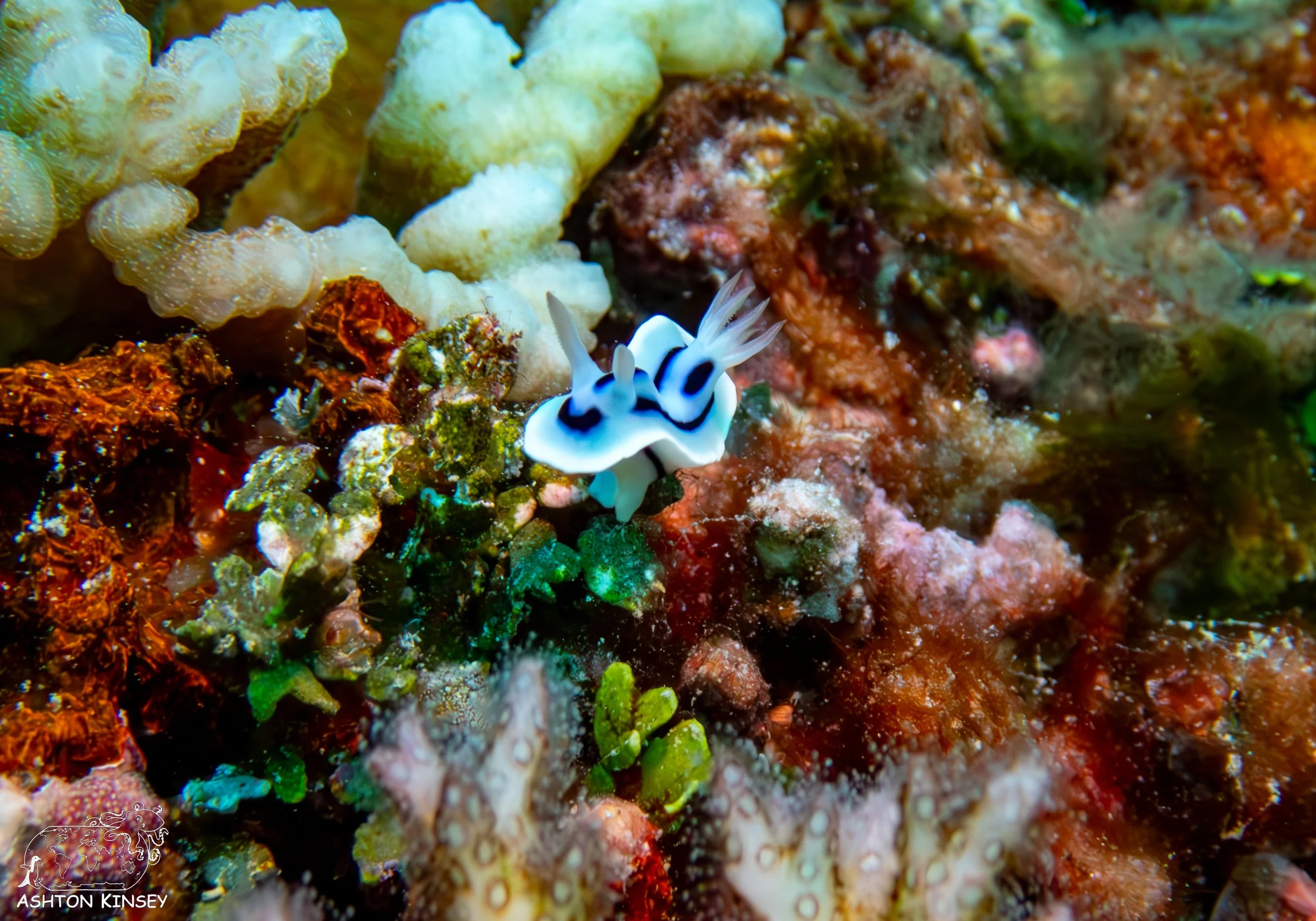 Double Reef-16.jpg