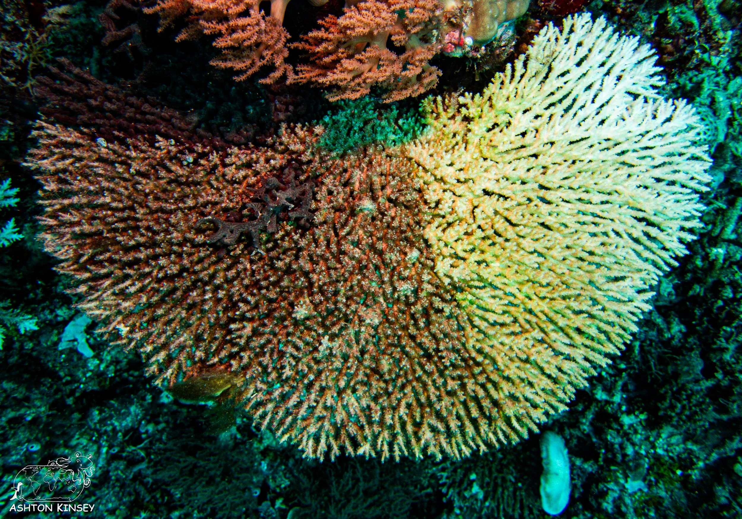 Double Reef.jpg