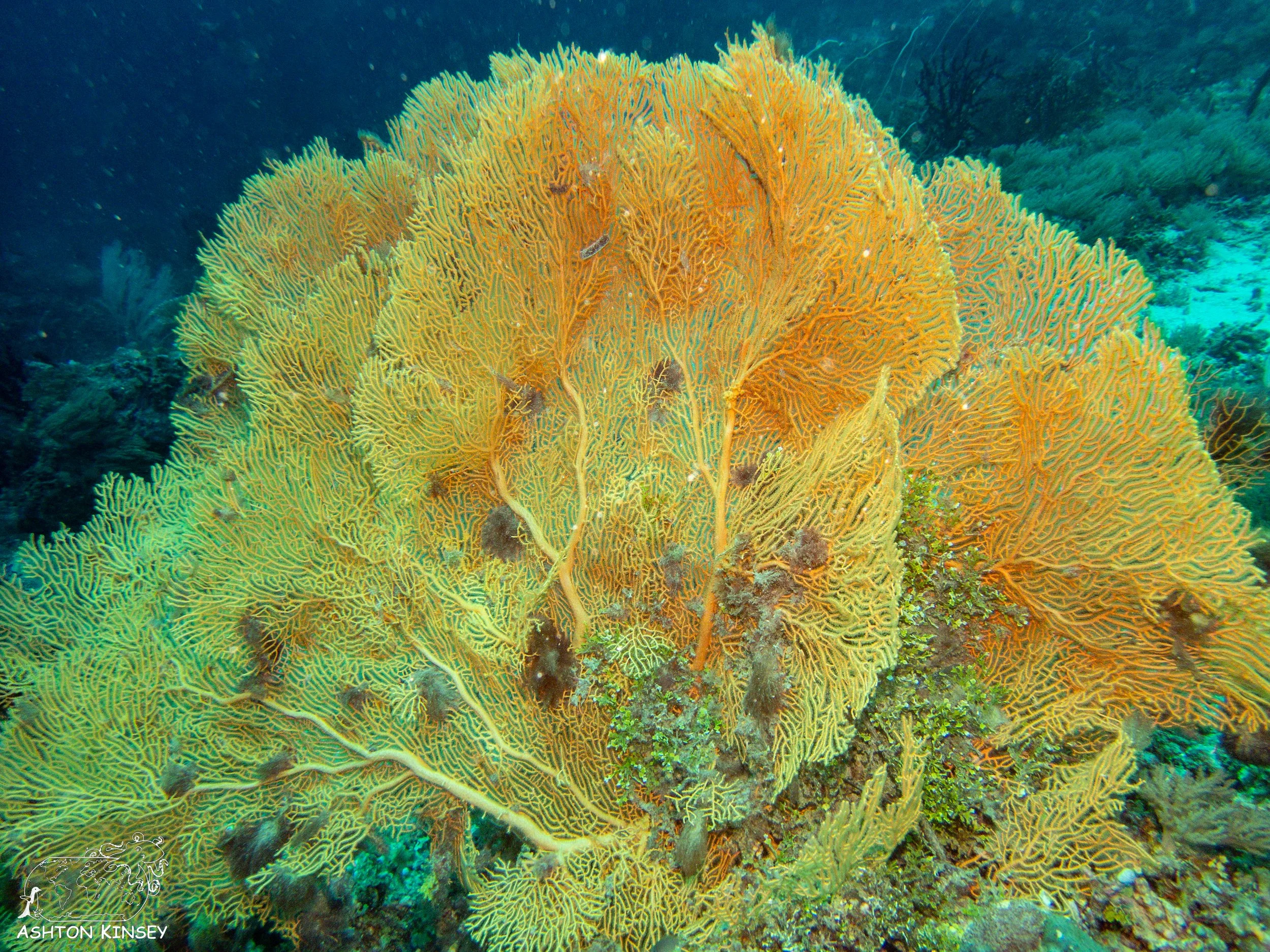 Double Reef-1.jpg