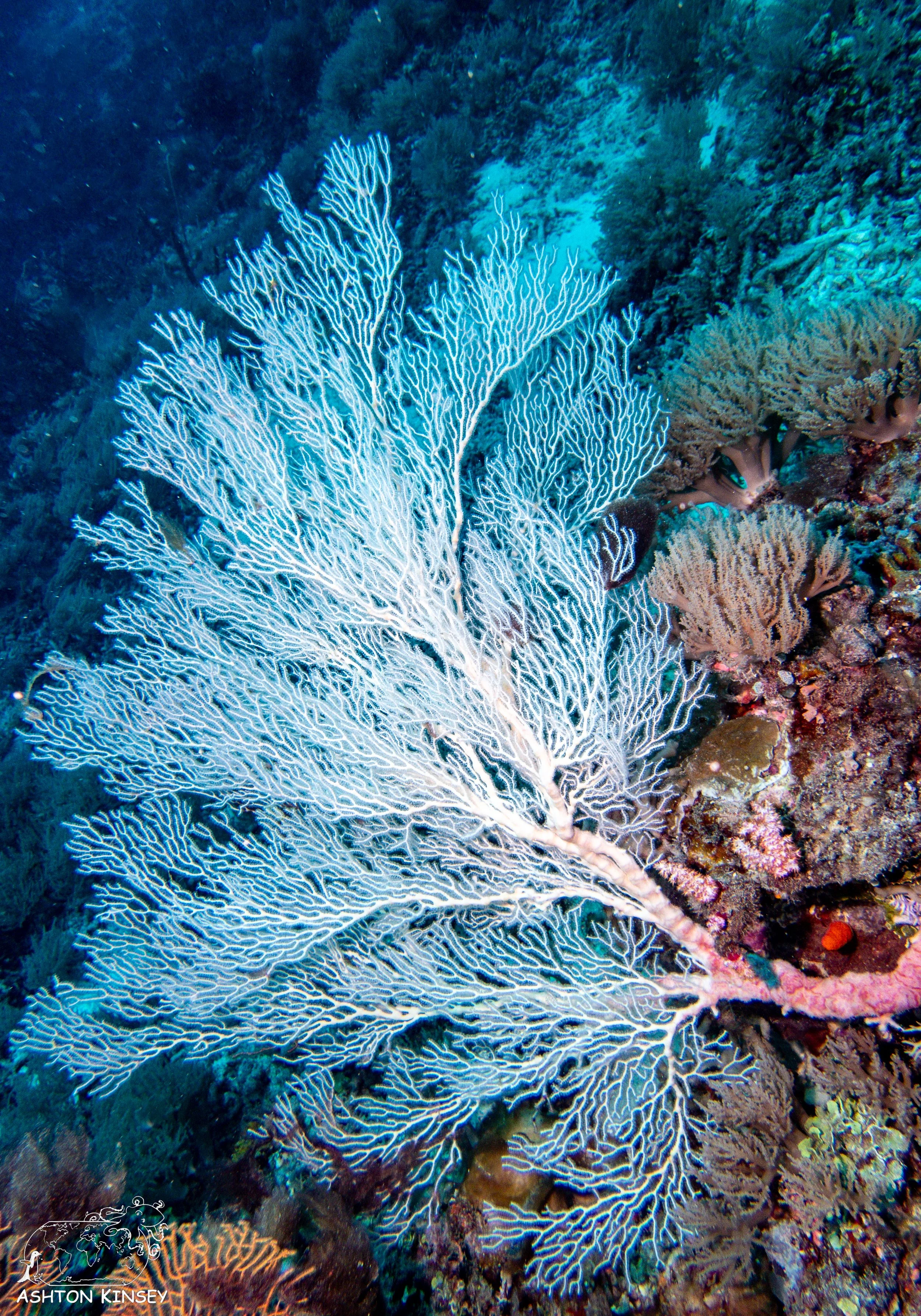 Double Reef-2.jpg