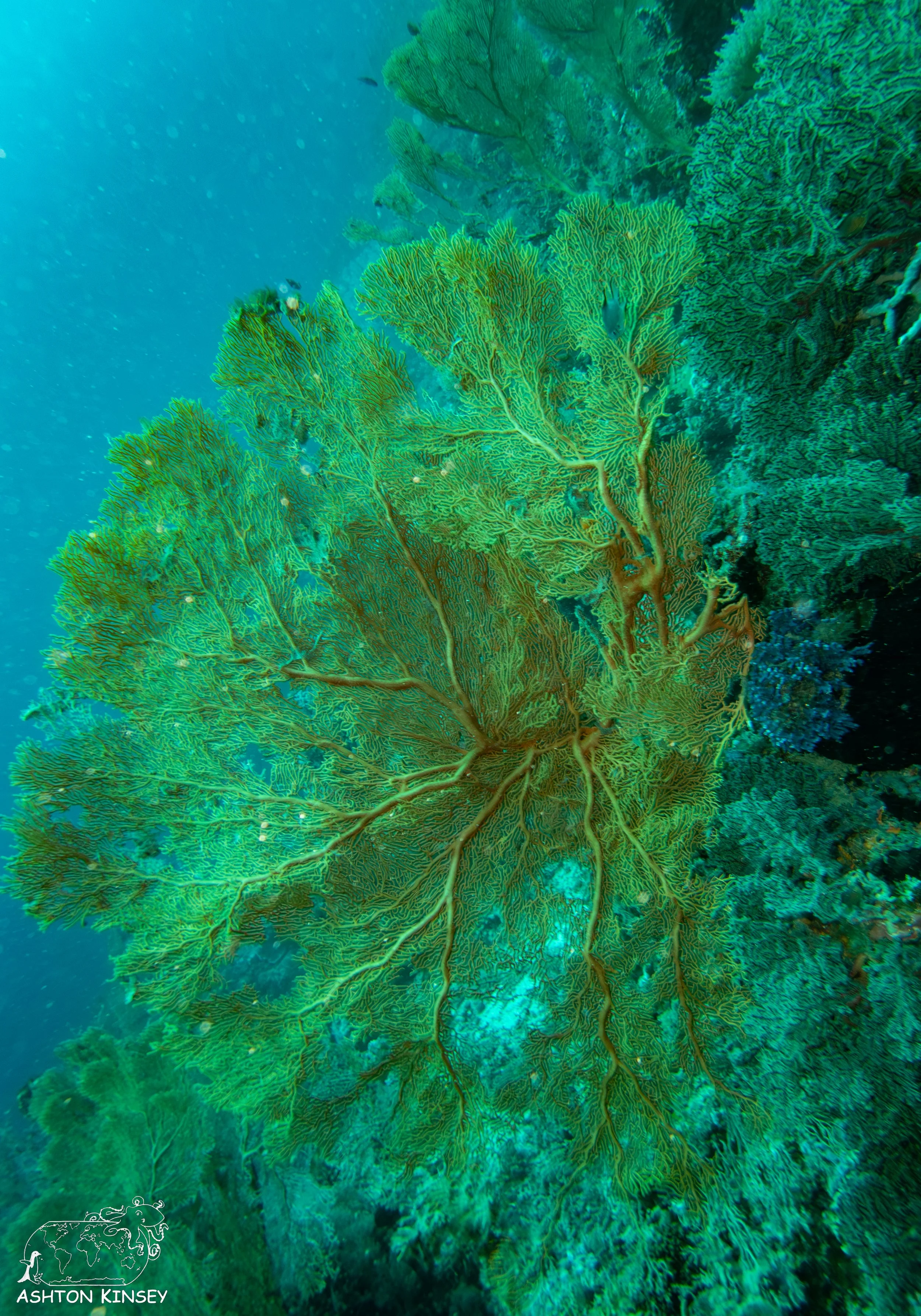 Double Reef-3.jpg